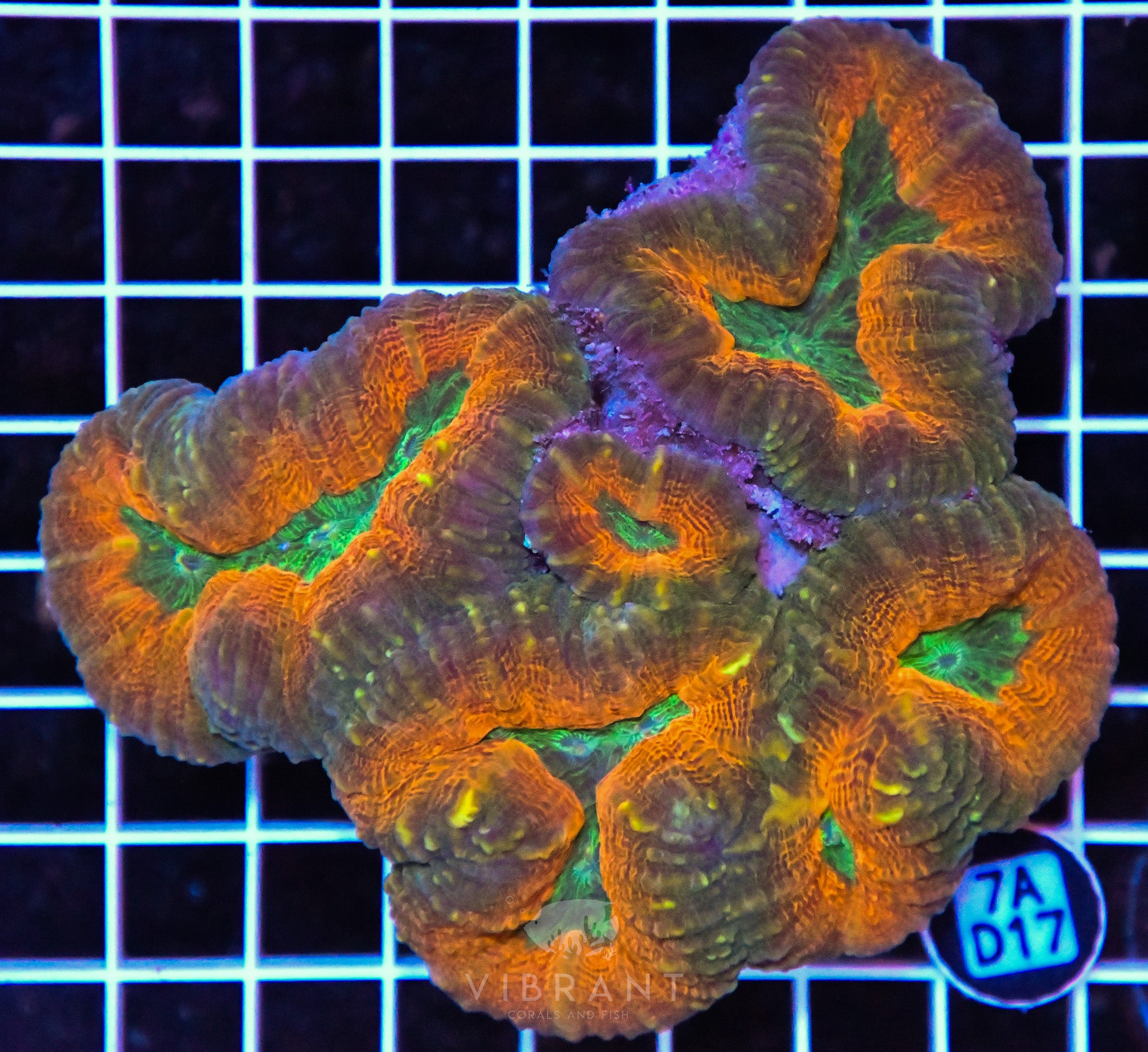 Lobophyllia AUS