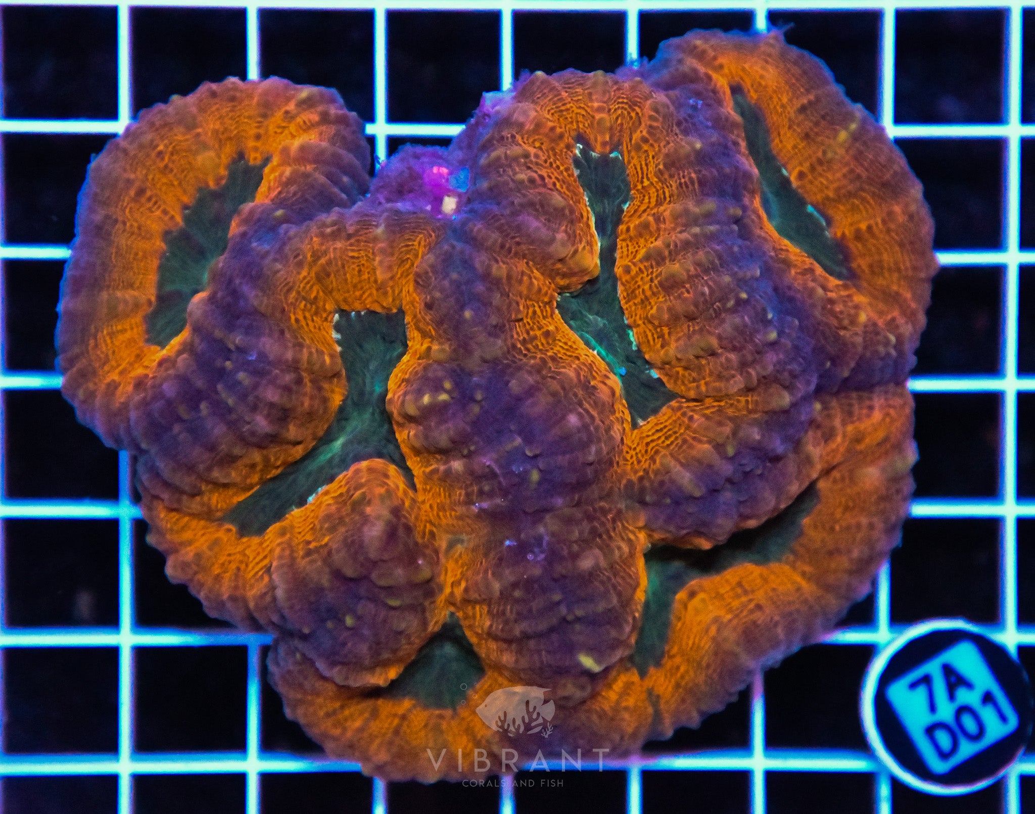 Lobophyllia AUS