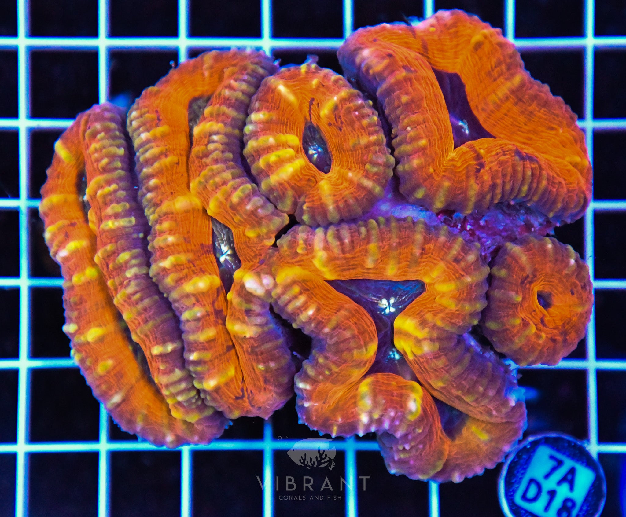Lobophyllia AUS