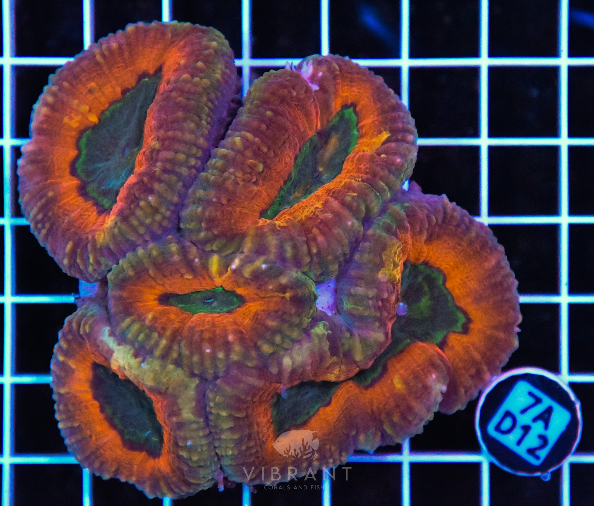 Lobophyllia AUS