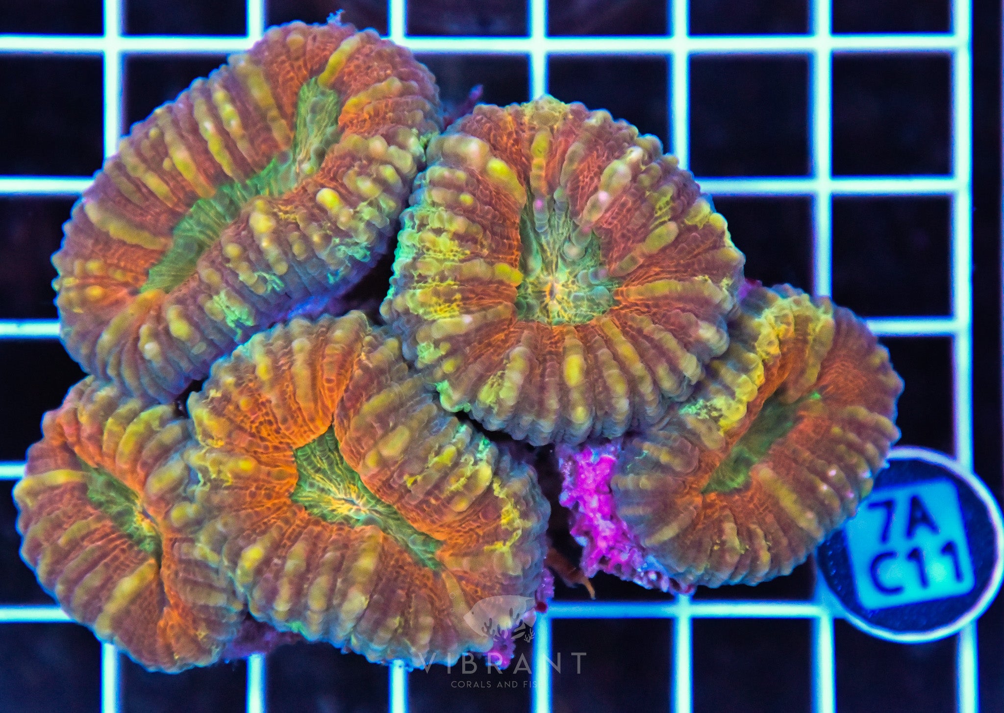 Lobophyllia AUS