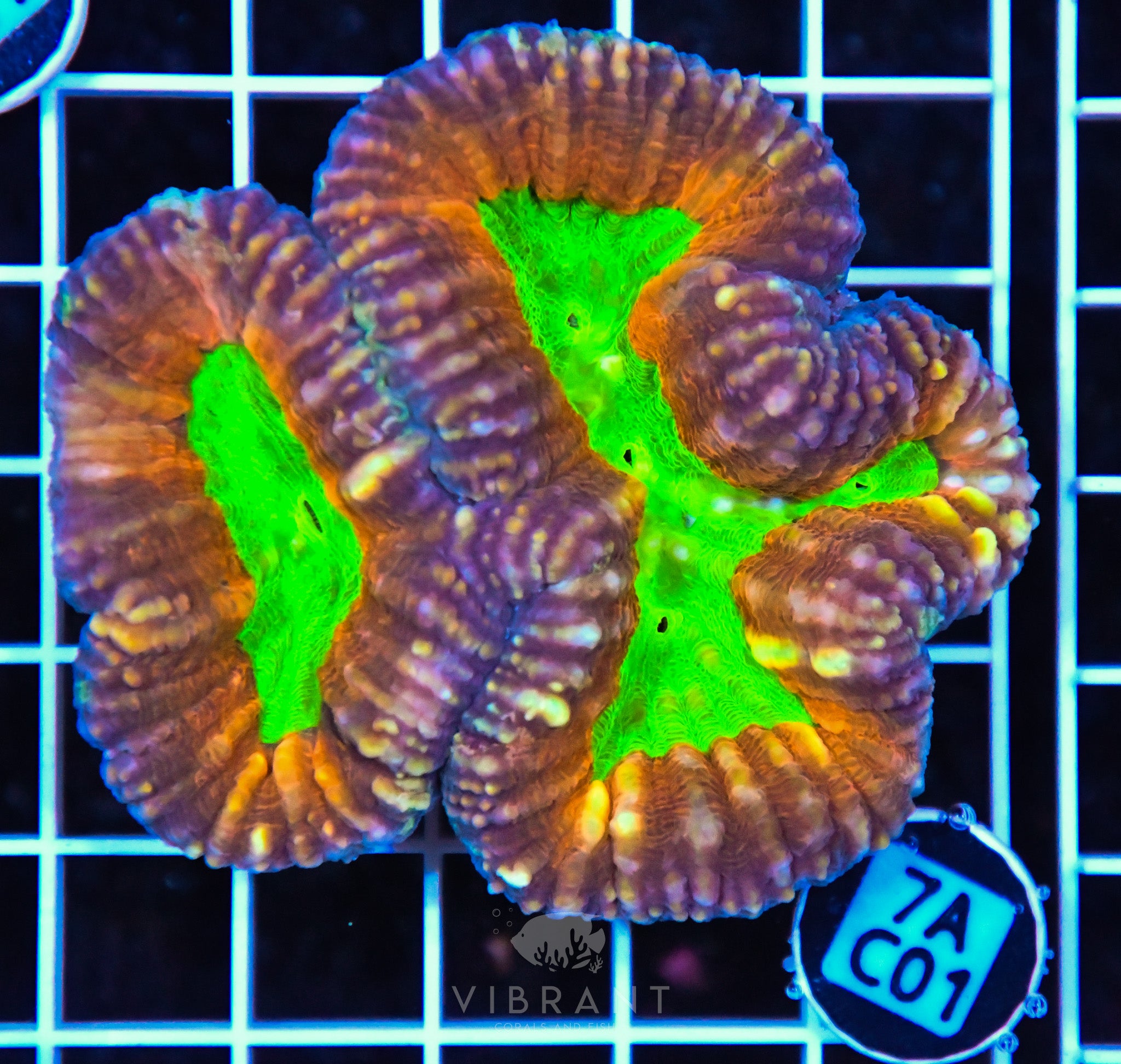 Lobophyllia AUS