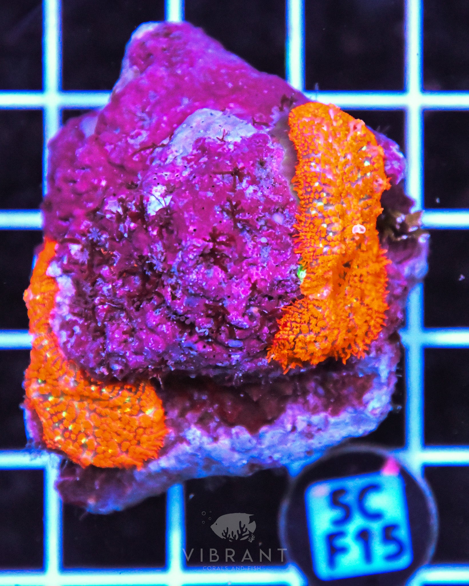 Mushroom INDO W