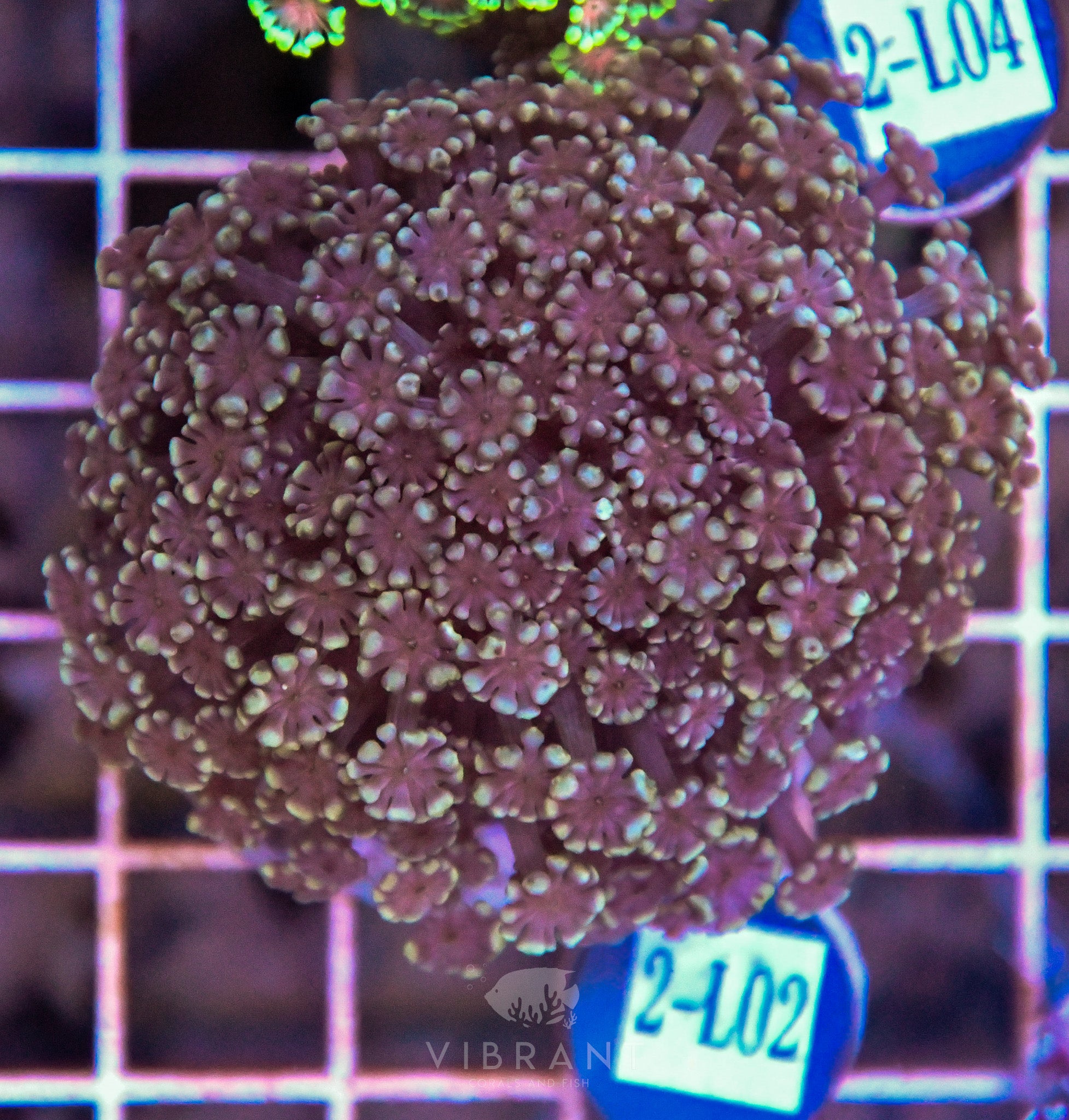 Alveopora Ultra INDO