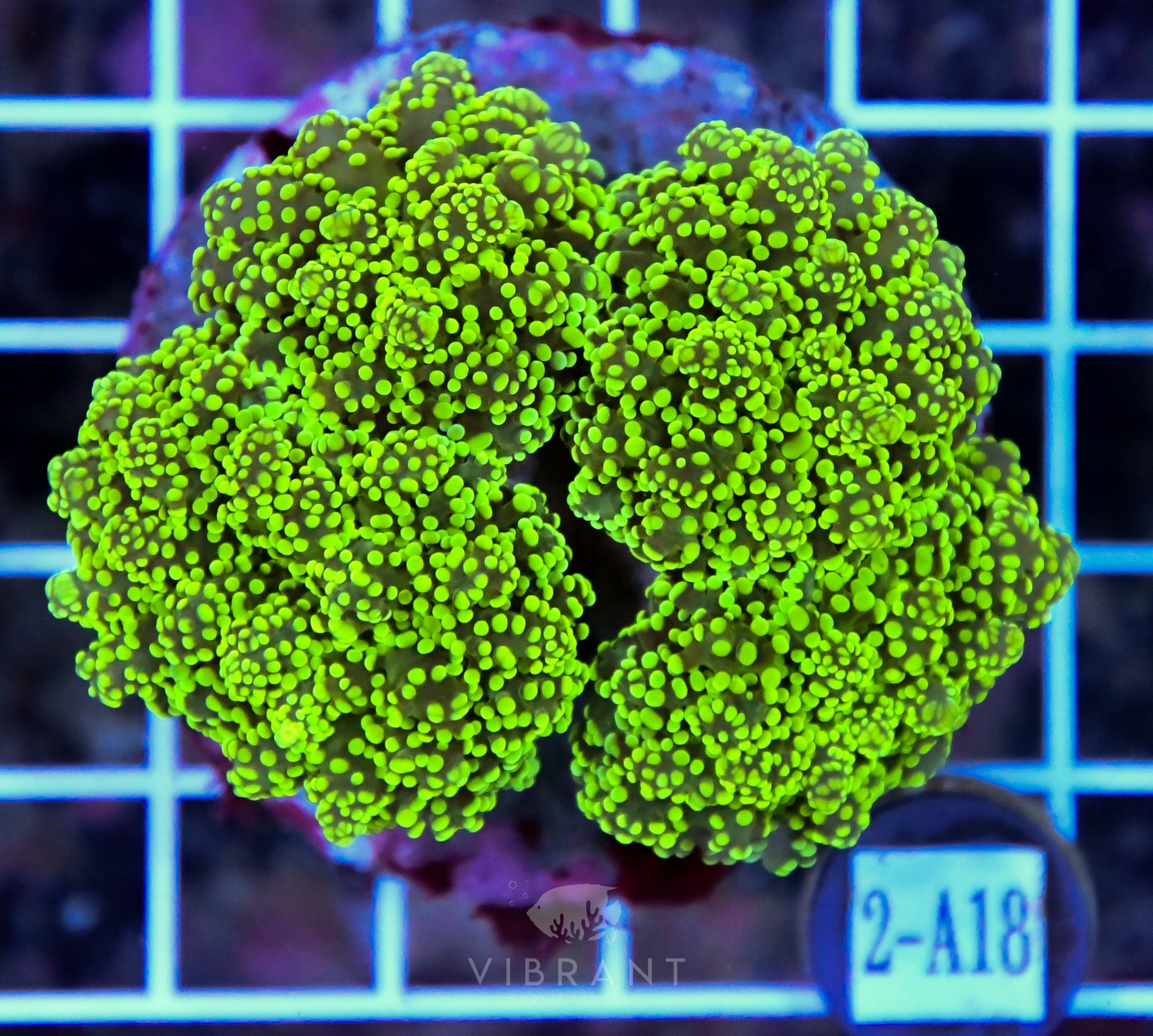 Yaeyamaensis Branching INDO