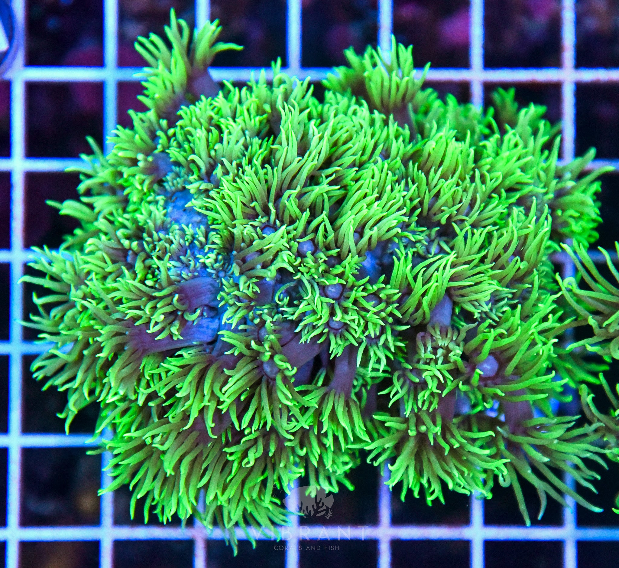 Goniopora SOL
