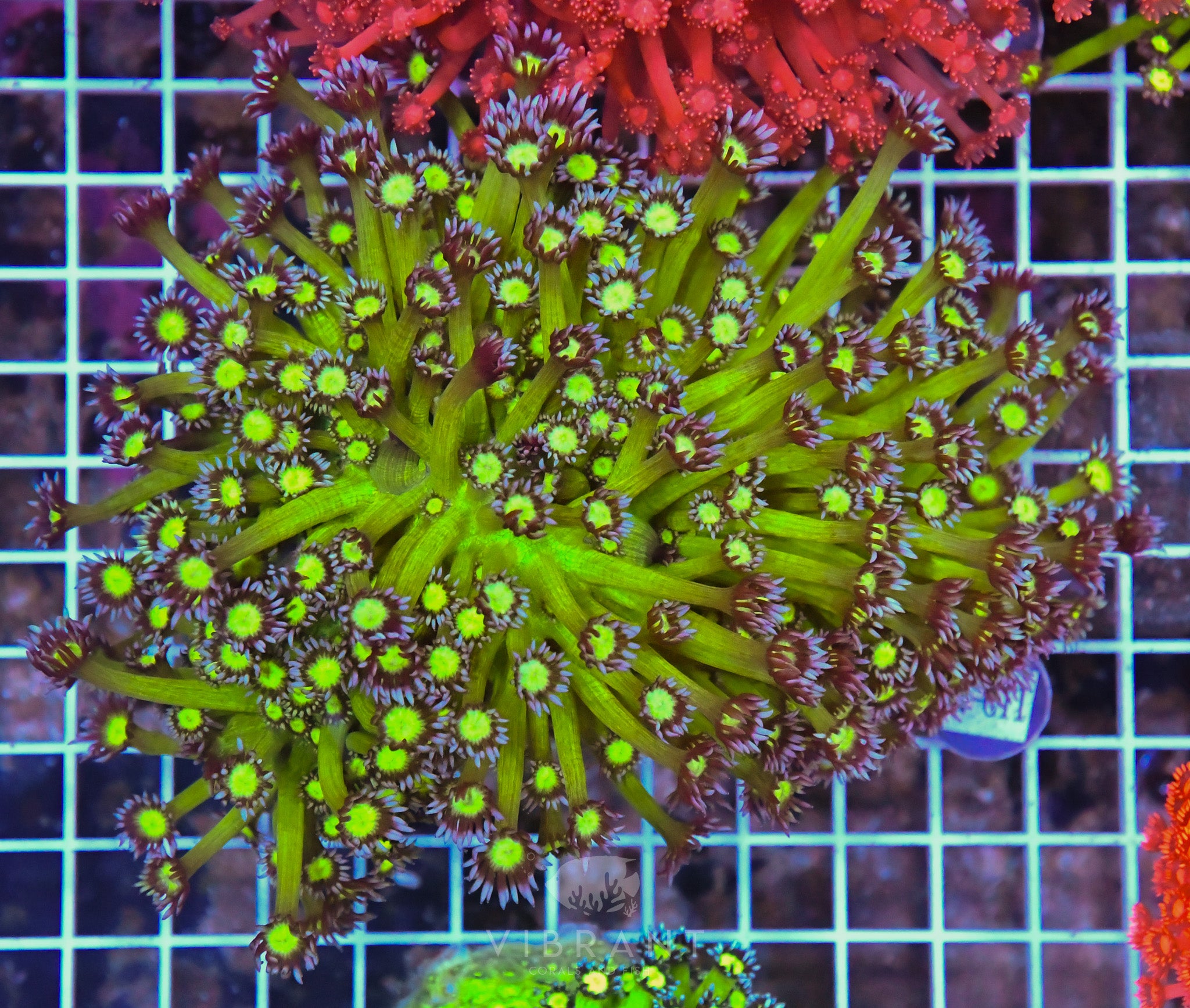 Goniopora Ultra INDO W
