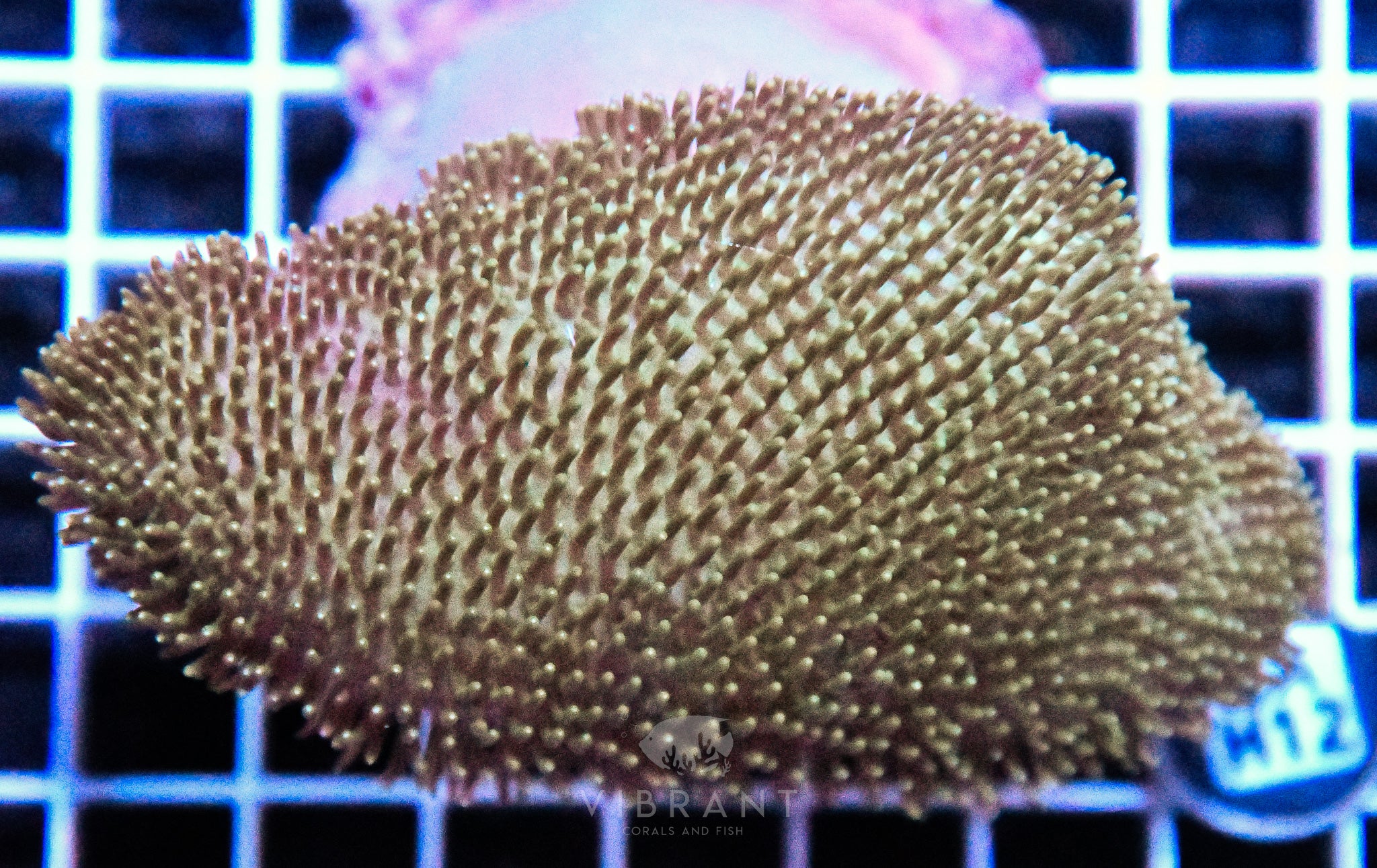 Toadstool INDO