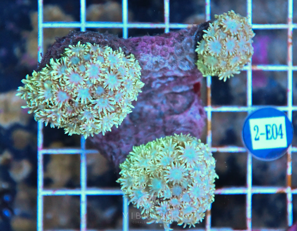 Goniopora SOL