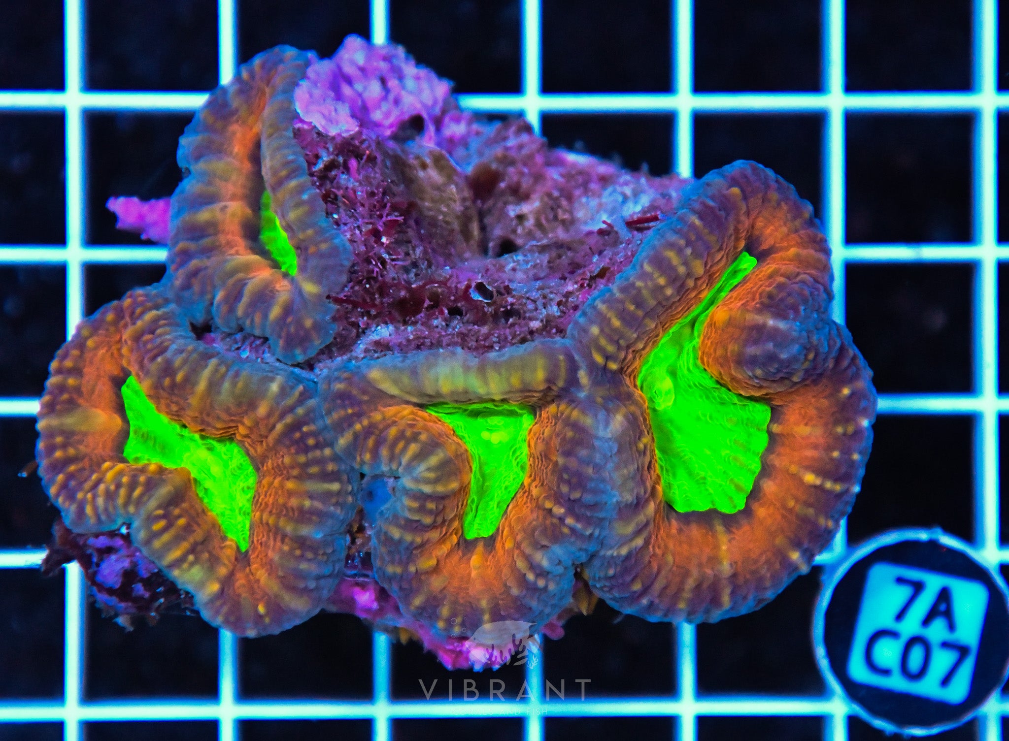 Lobophyllia AUS