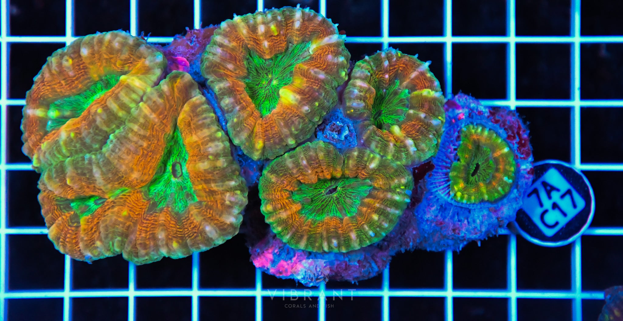 Lobophyllia AUS