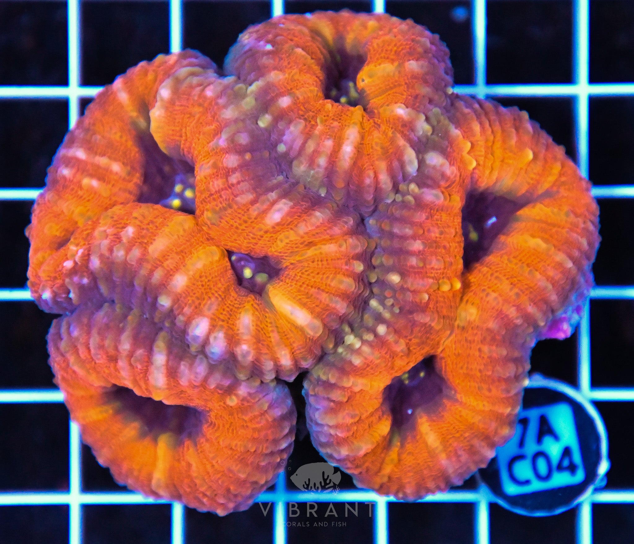 Lobophyllia AUS
