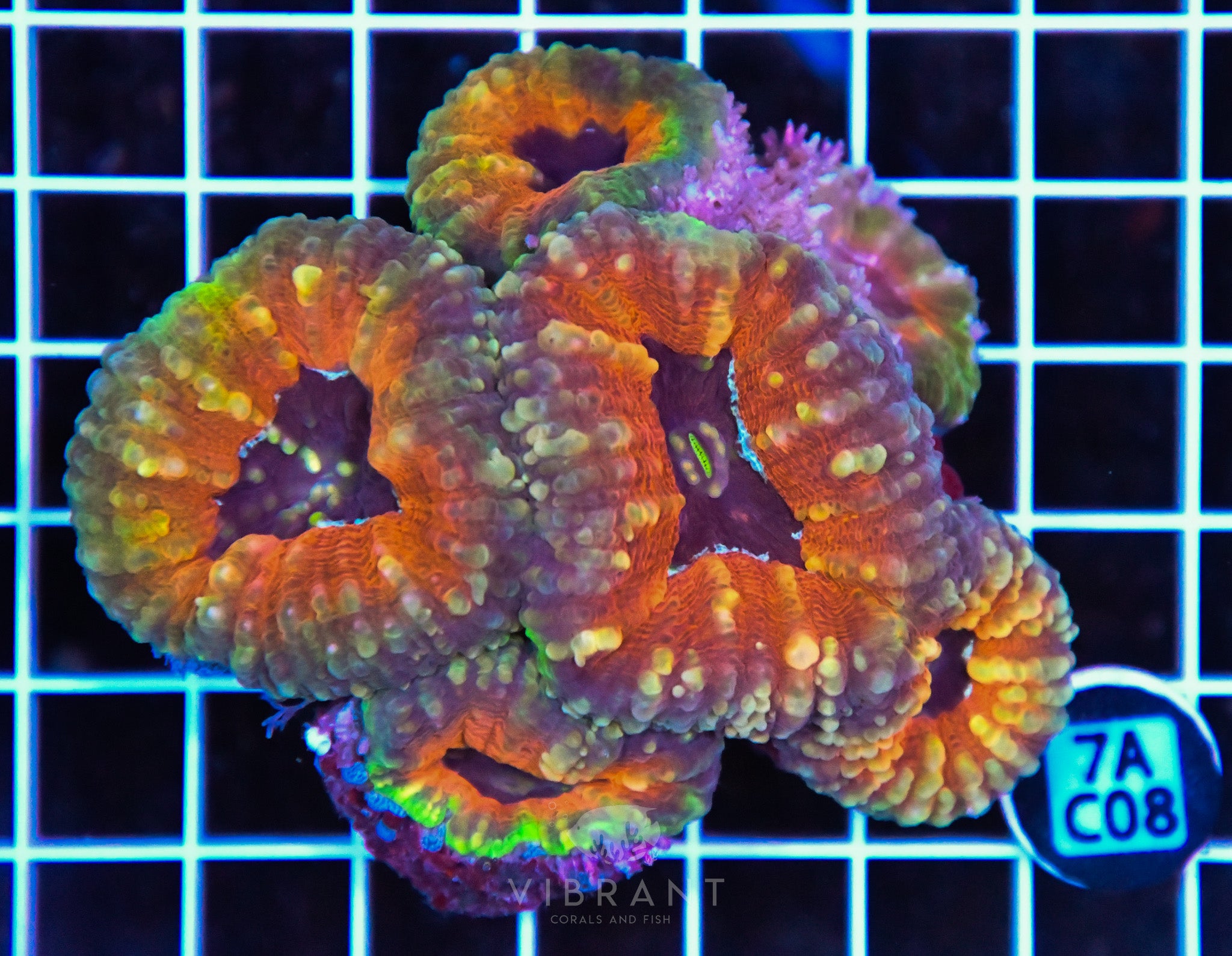 Lobophyllia AUS