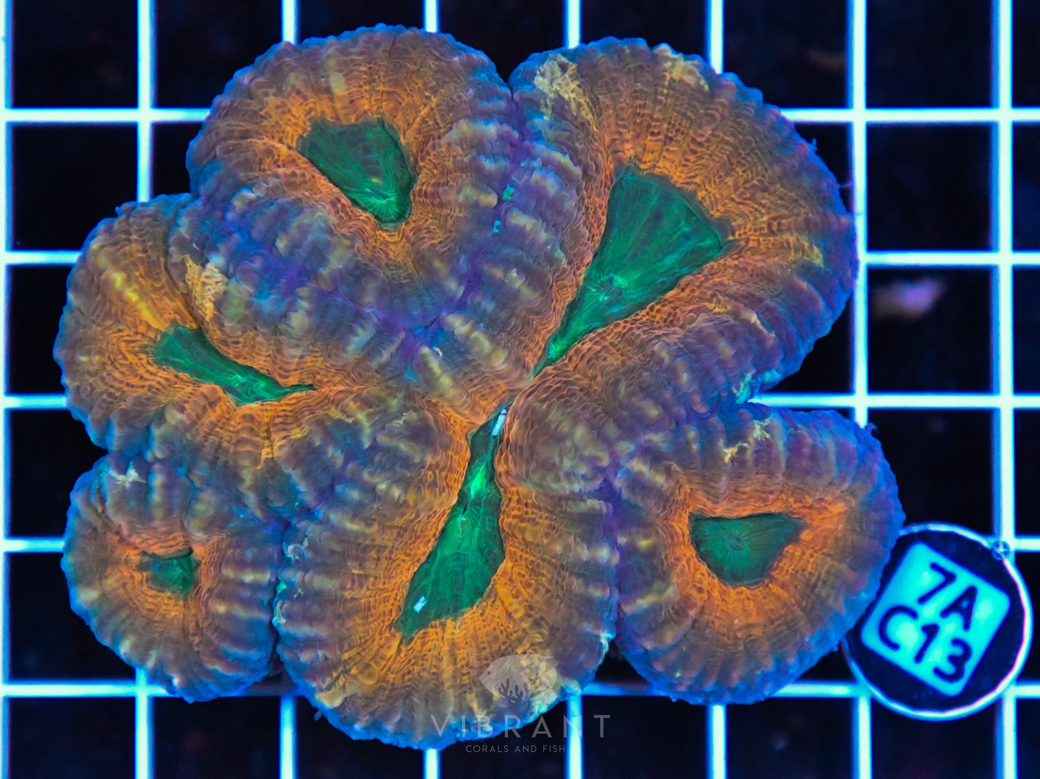 Lobophyllia AUS
