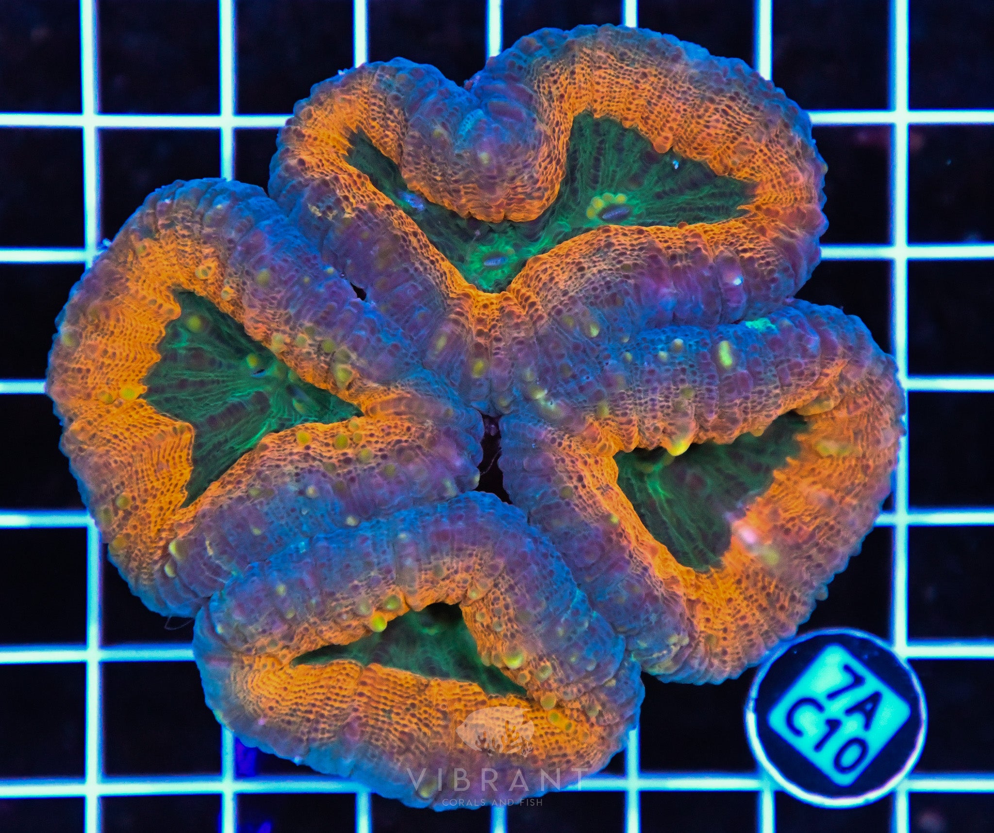 Lobophyllia AUS