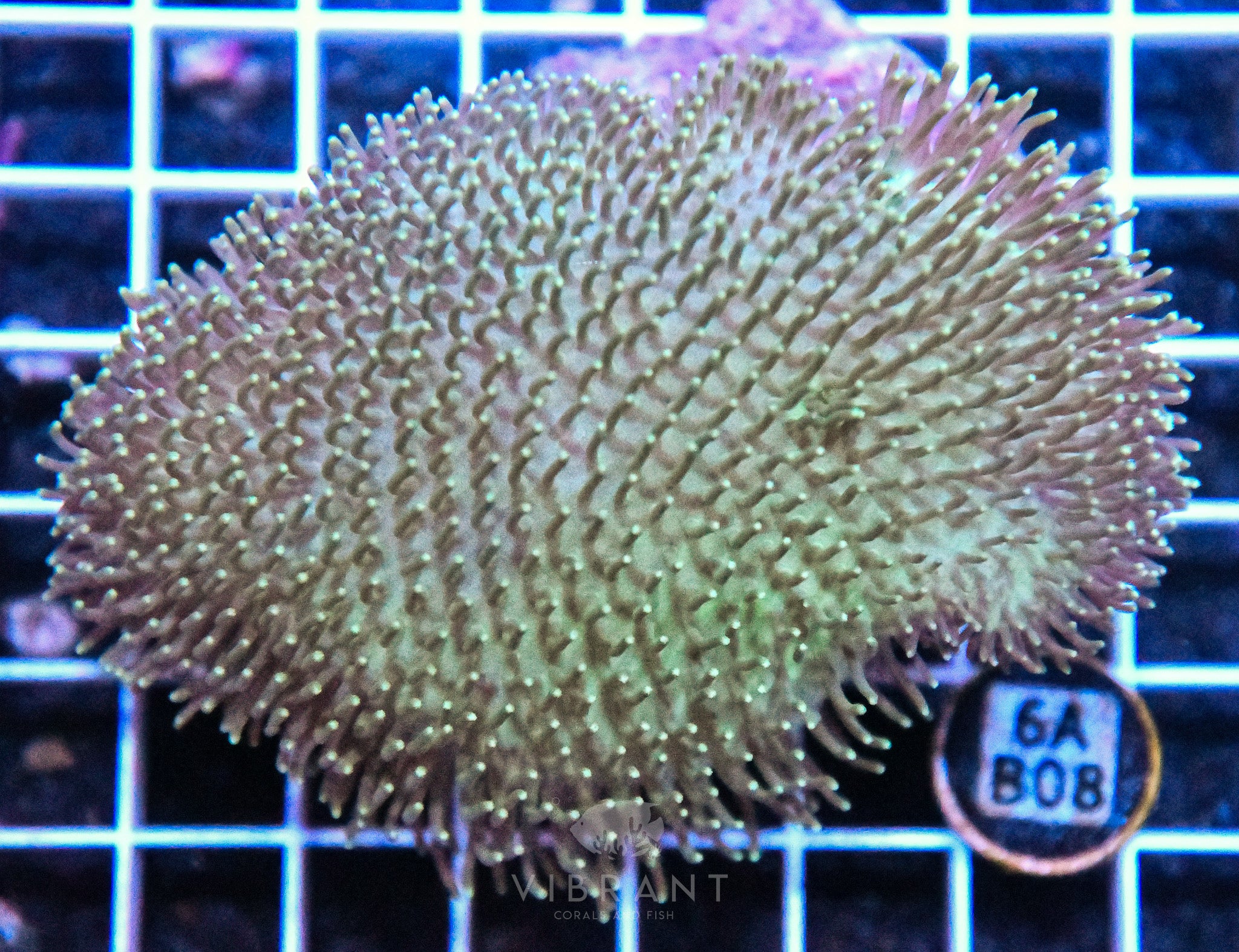 Toadstool INDO