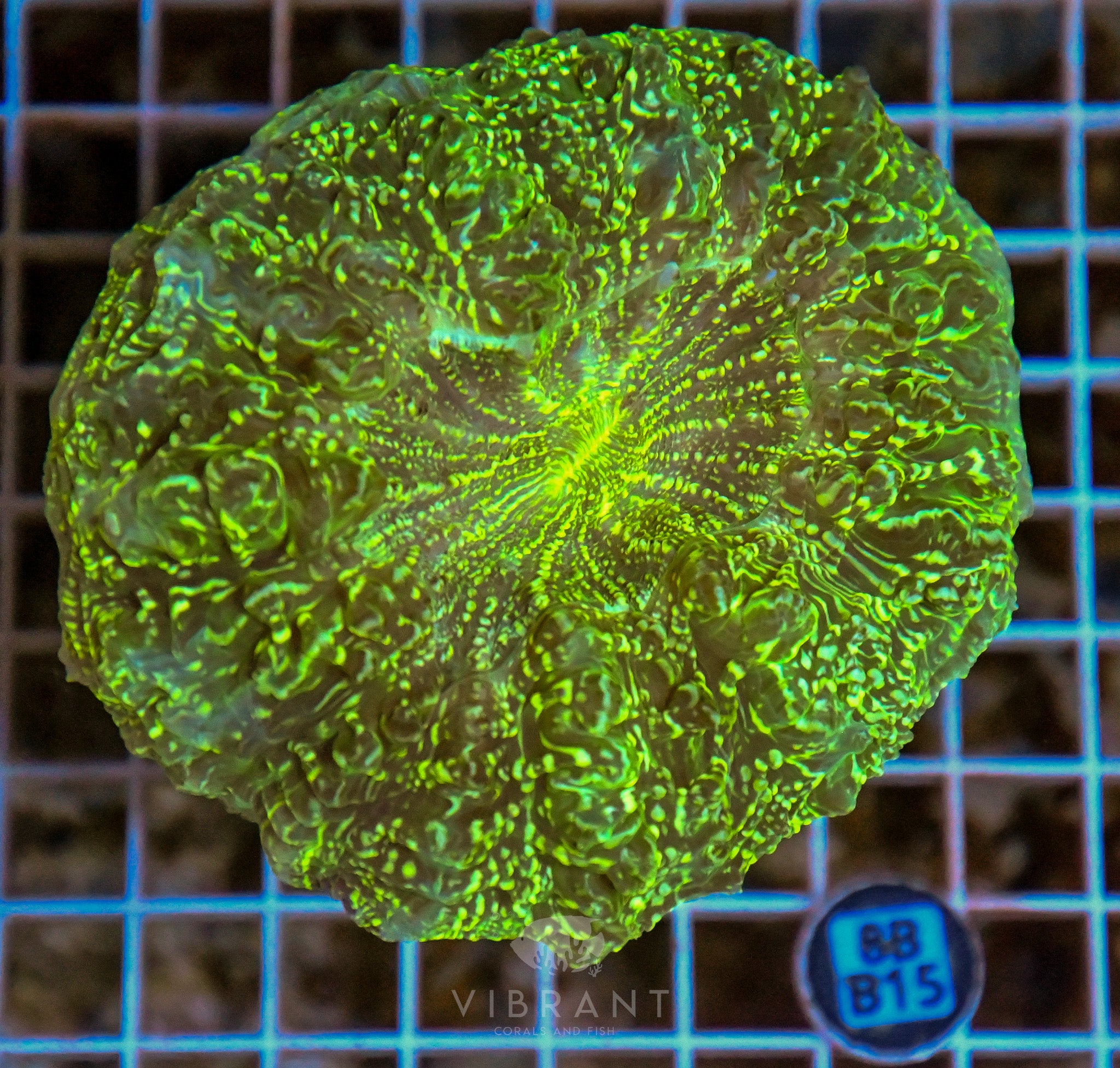 Acanthophyllia INDO W