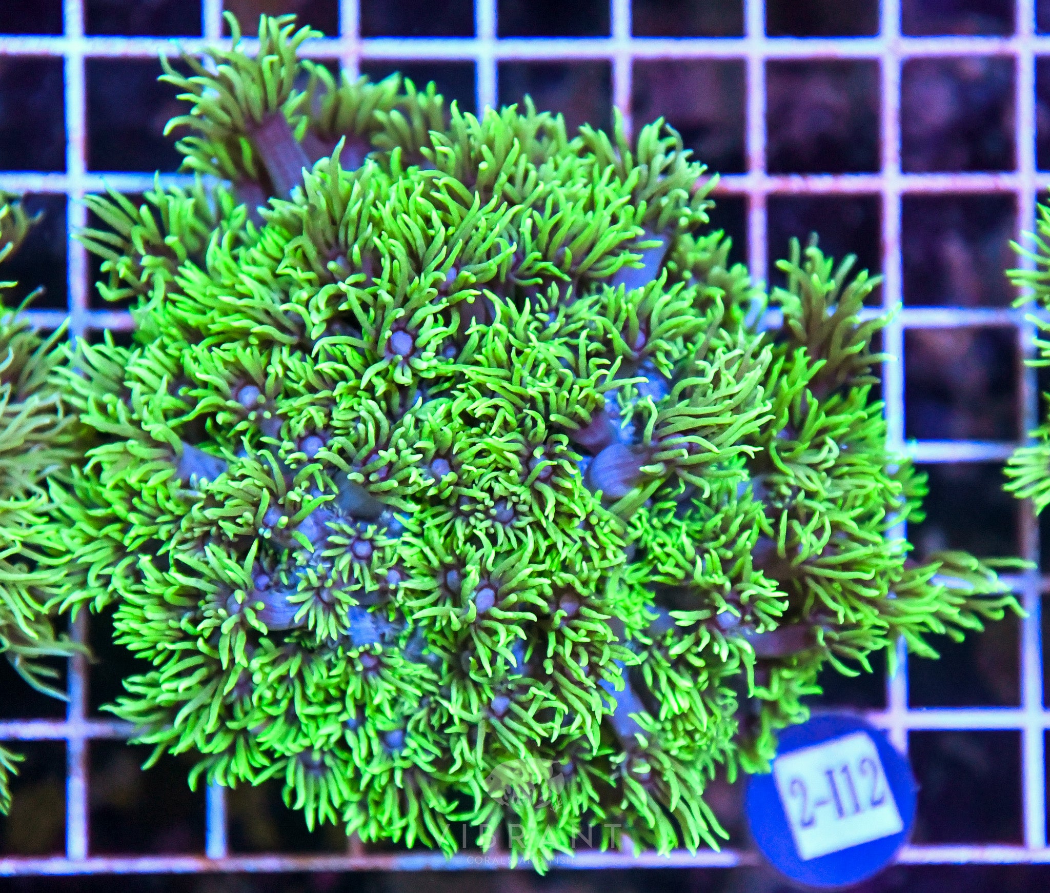 Goniopora SOL