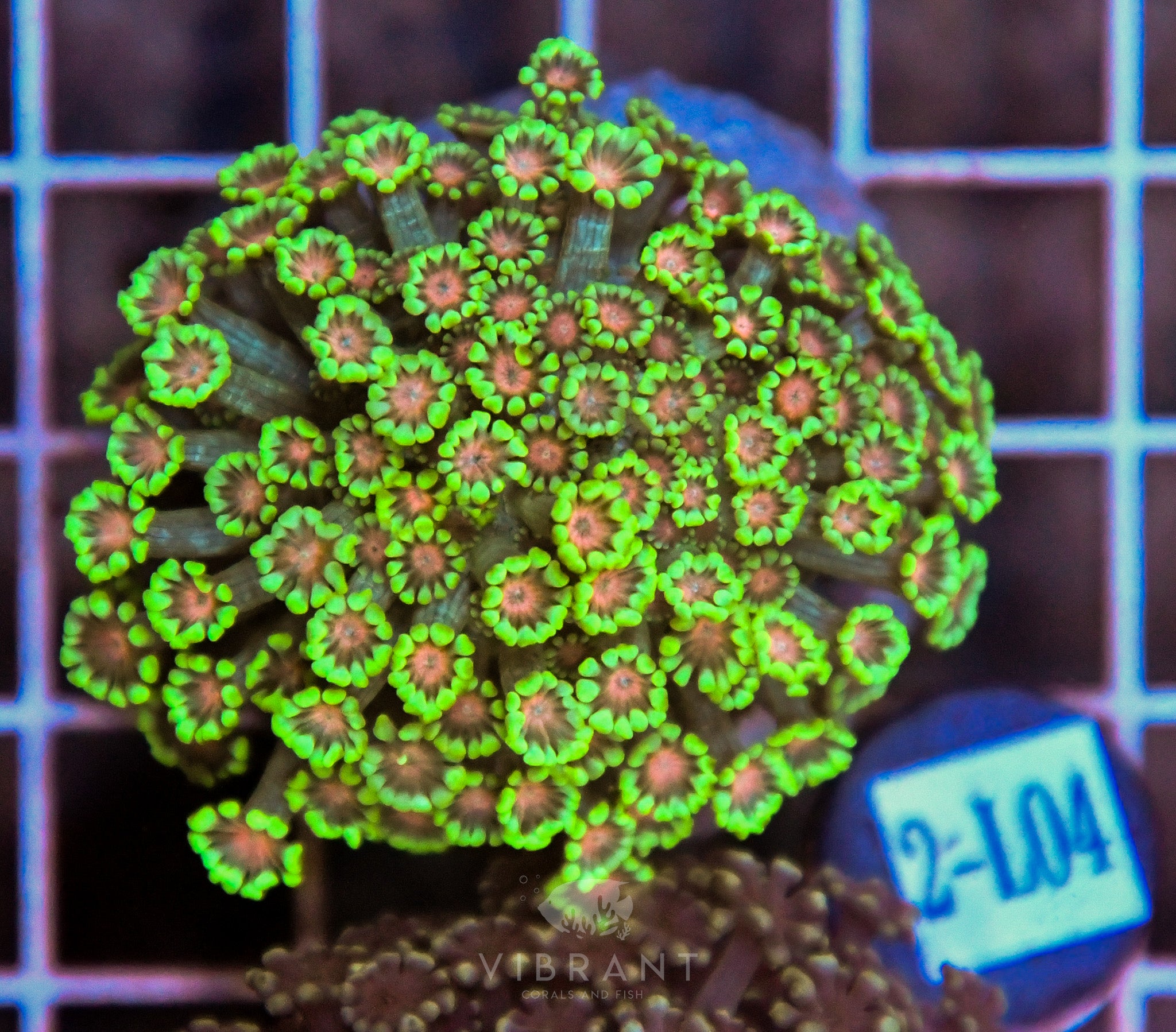 Alveopora Ultra INDO