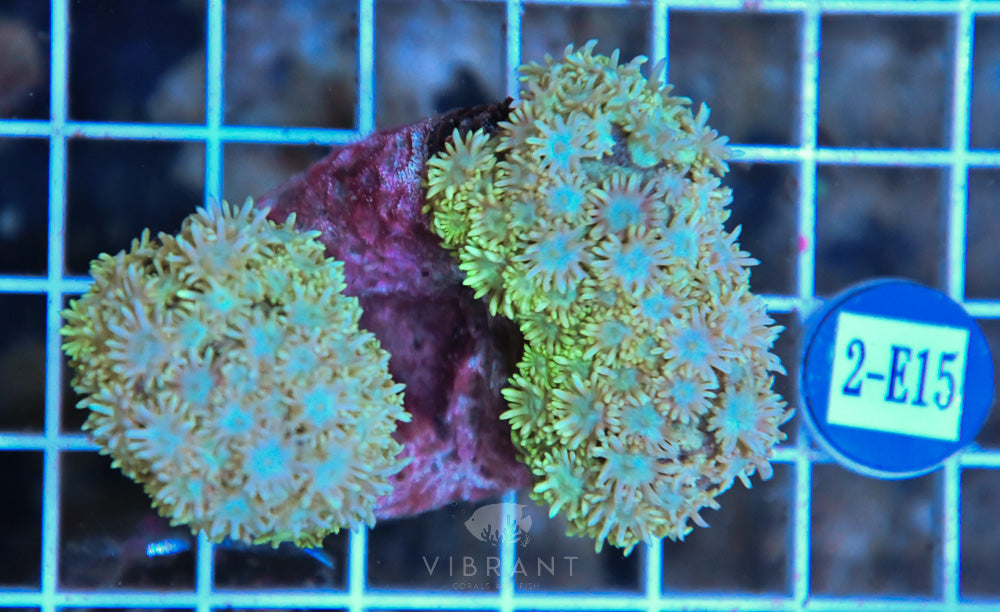 Goniopora SOL