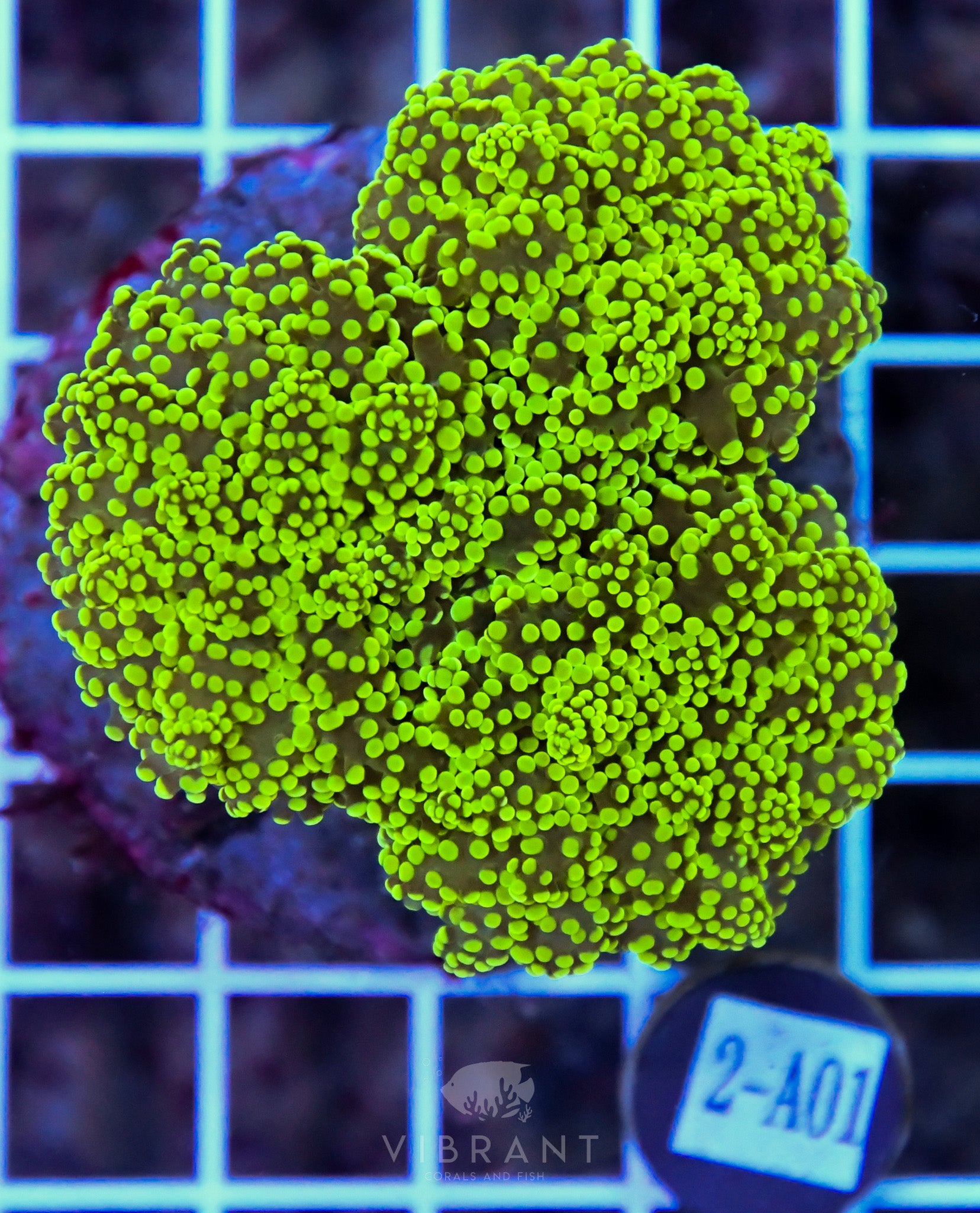 Yaeyamaensis Branching INDO