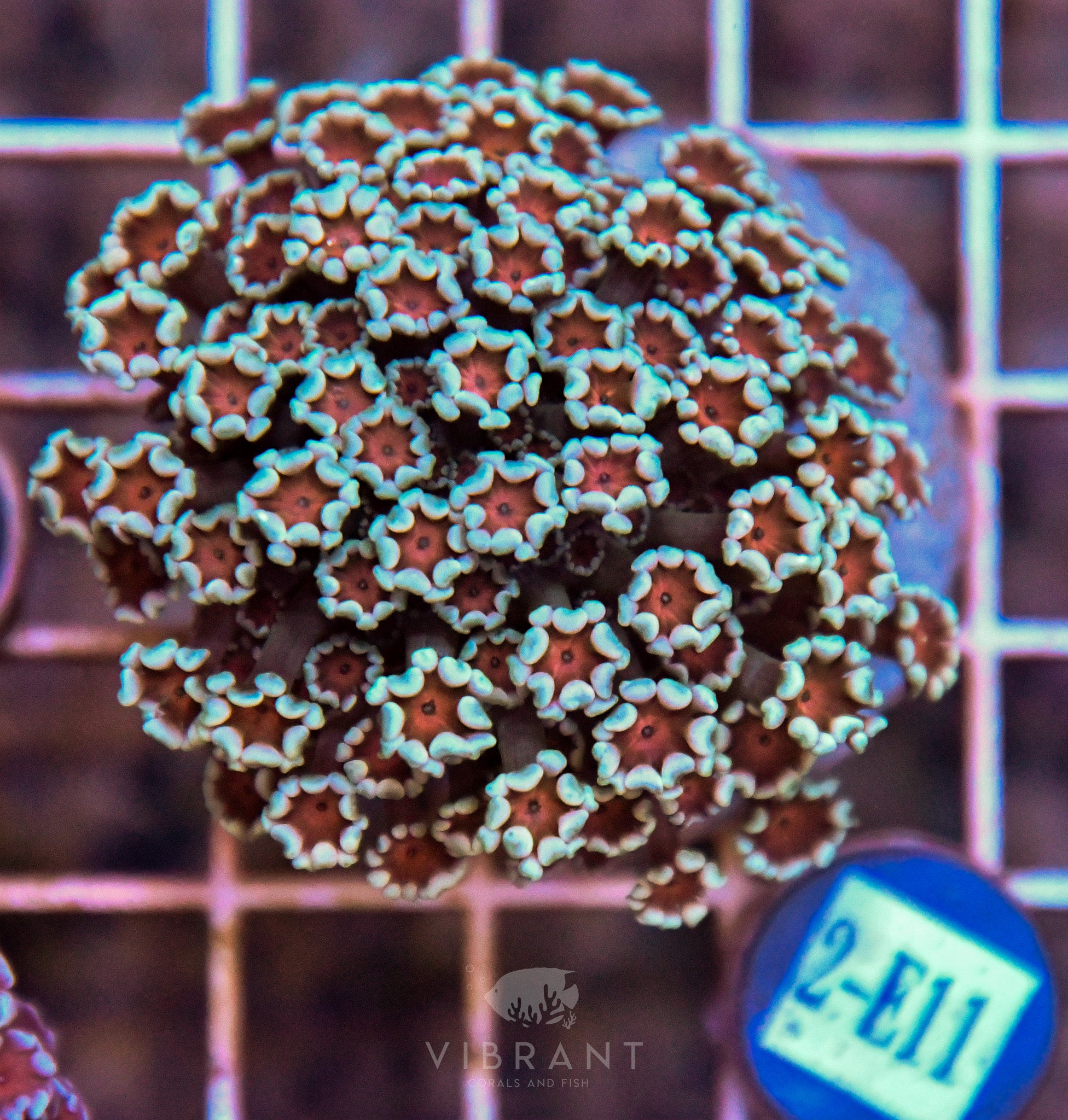 Alveopora Ultra INDO