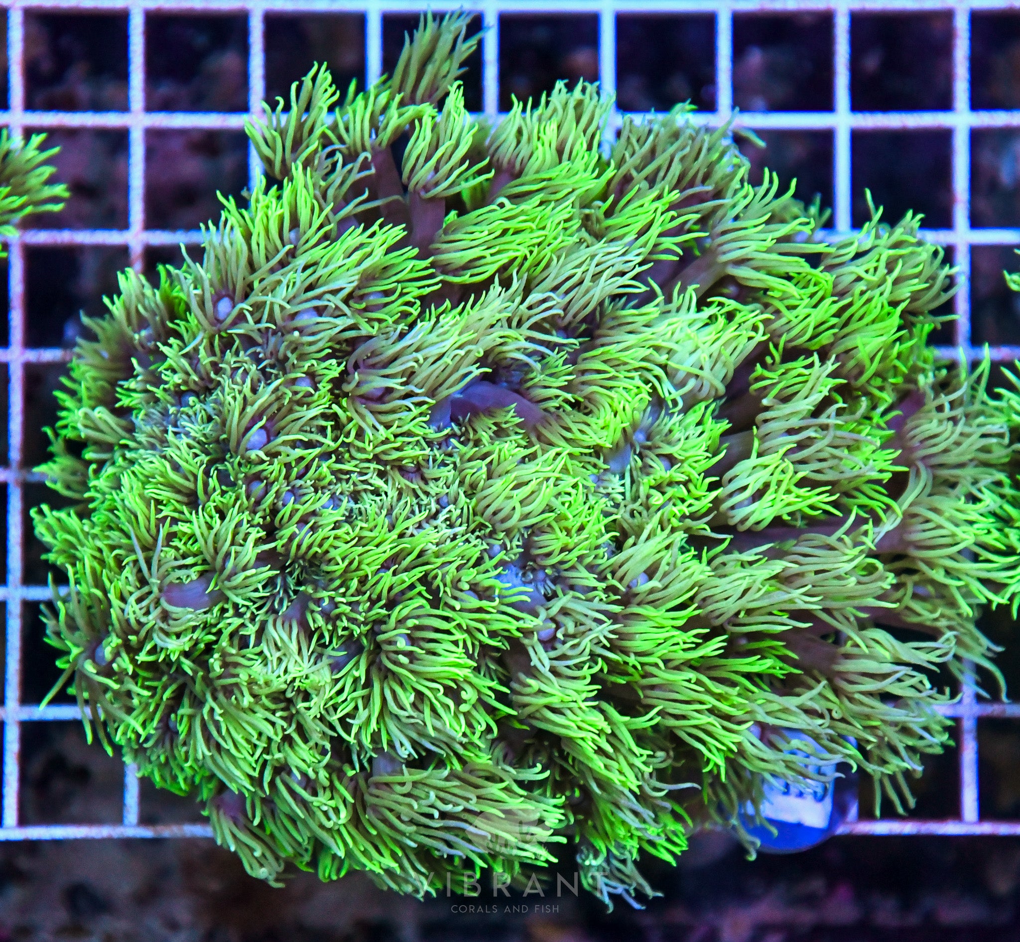 Goniopora SOL