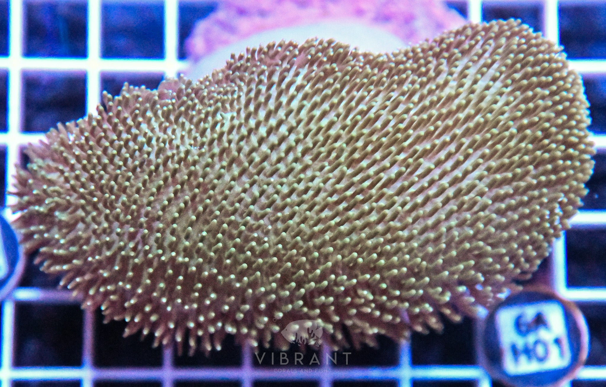 Toadstool INDO
