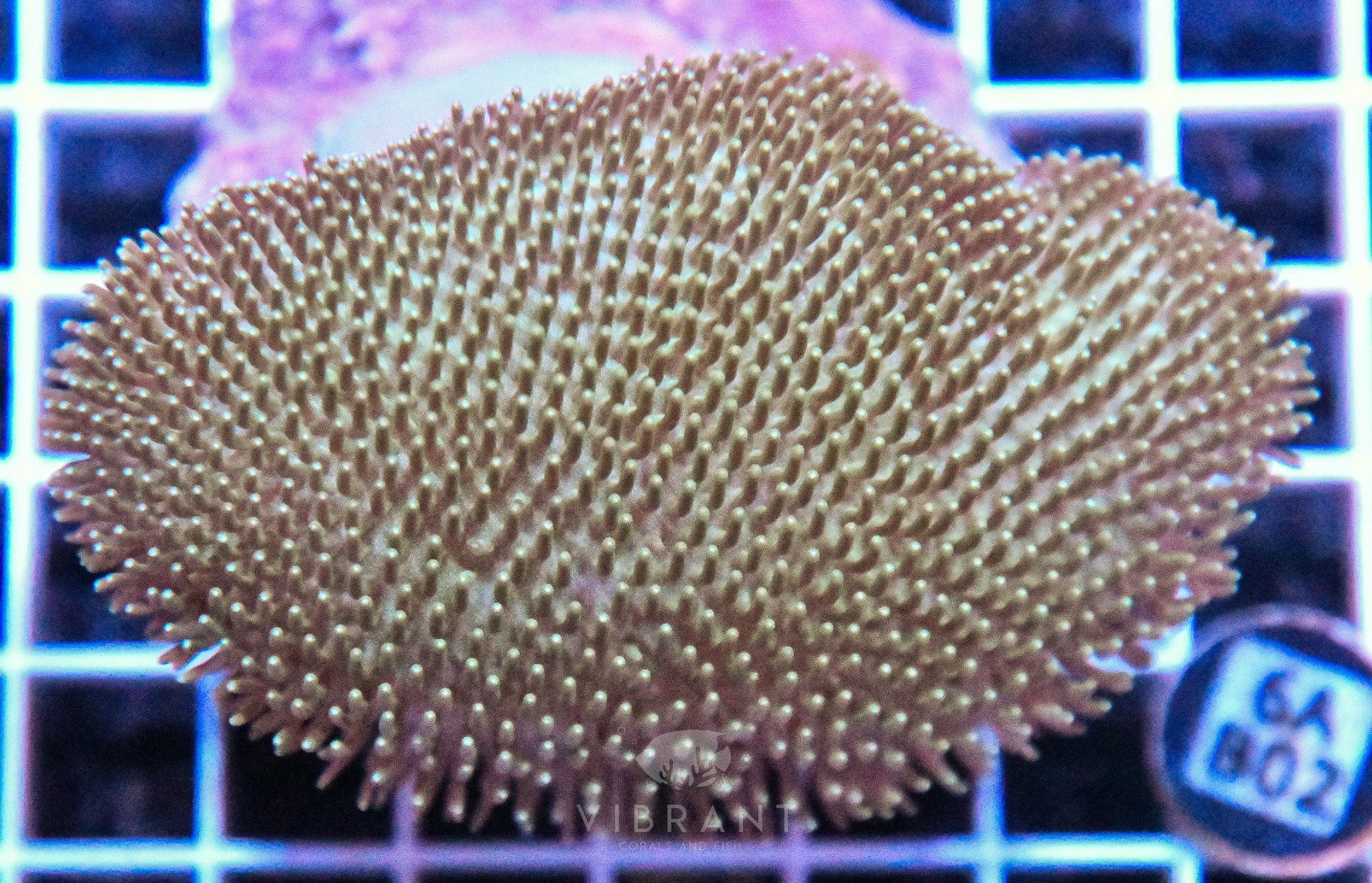 Toadstool INDO