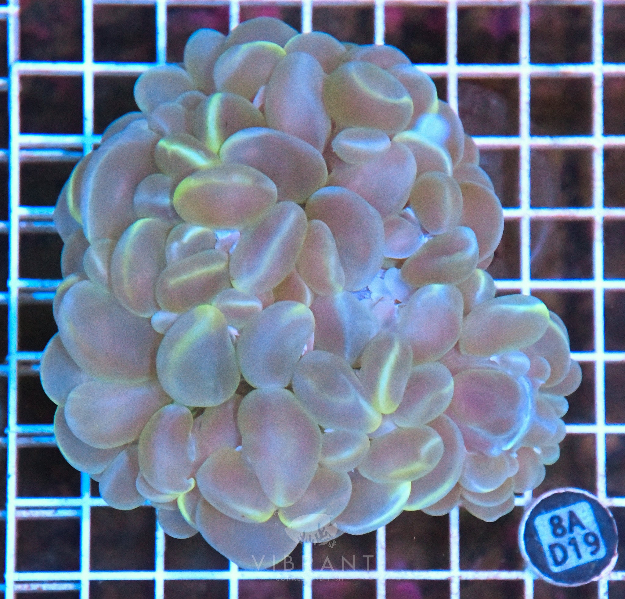 Bubble Coral INDO W