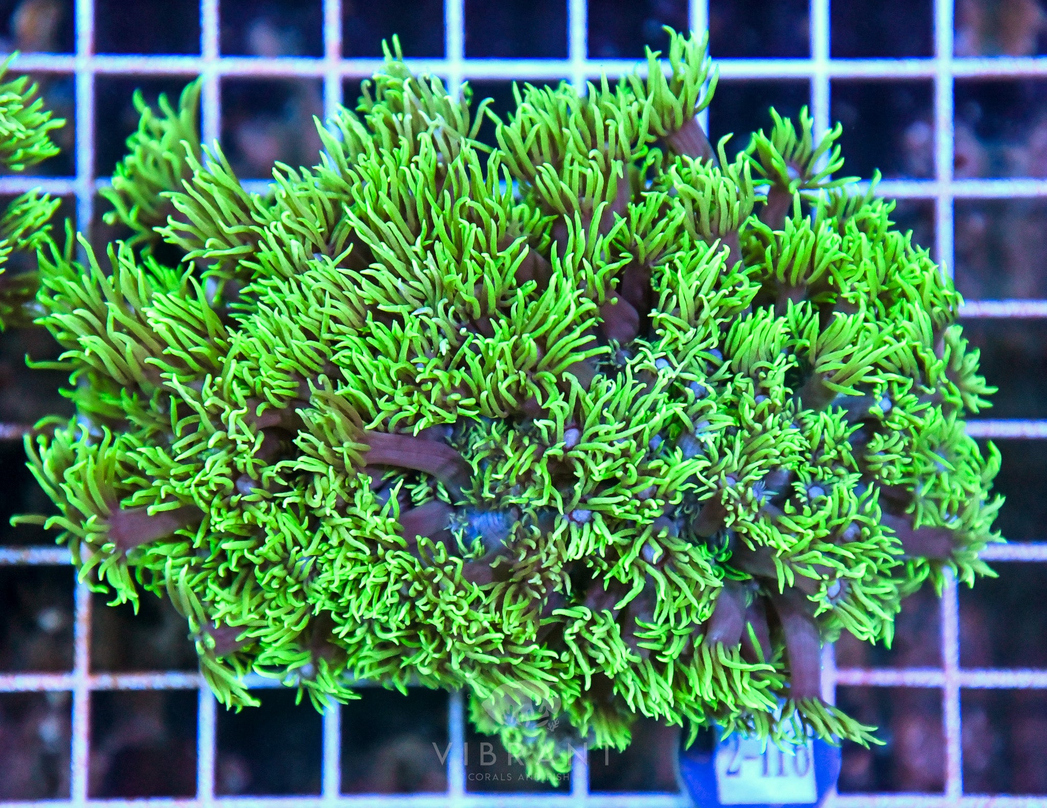 Goniopora SOL