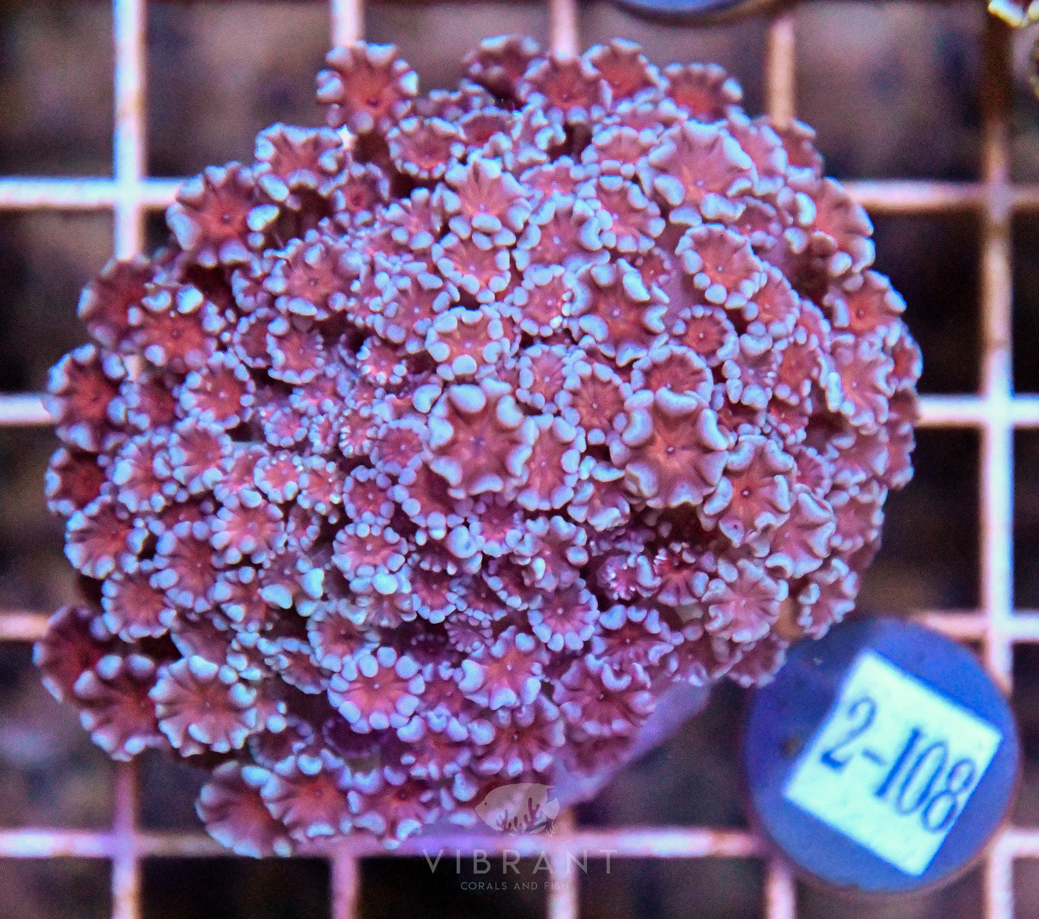 Alveopora Ultra INDO