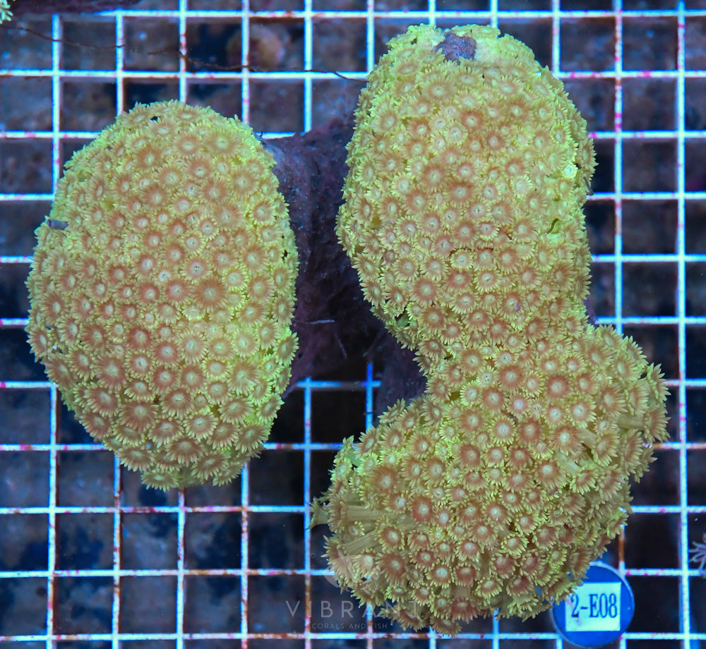 Goniopora SOL