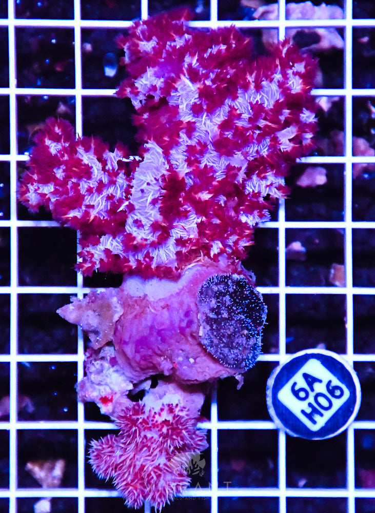 Carnation Coral INDO