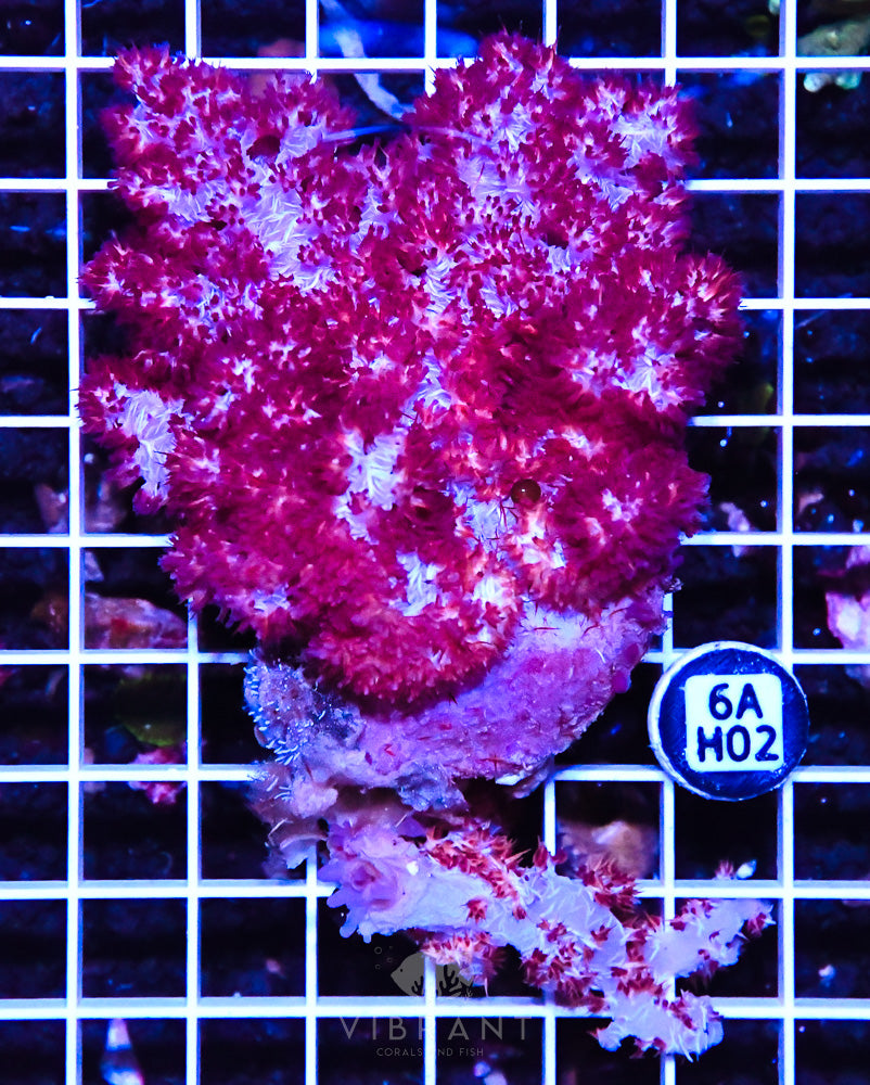 Carnation Coral INDO