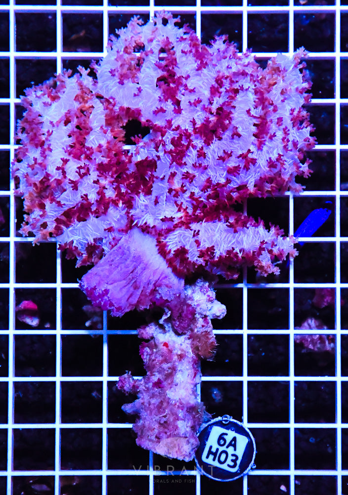 Carnation Coral INDO