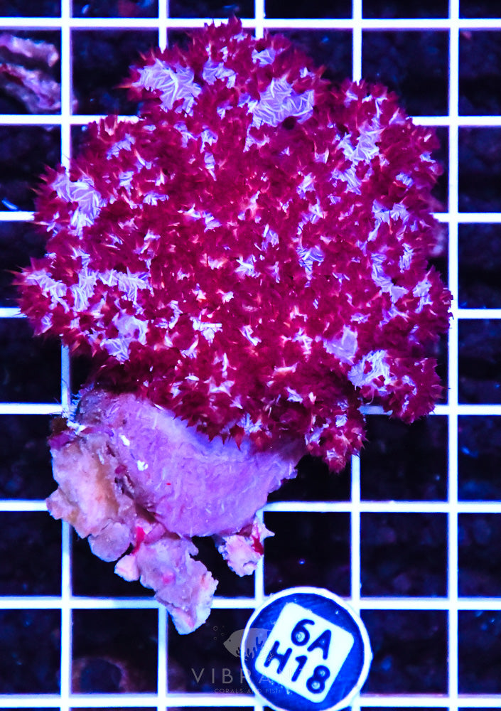Carnation Coral INDO