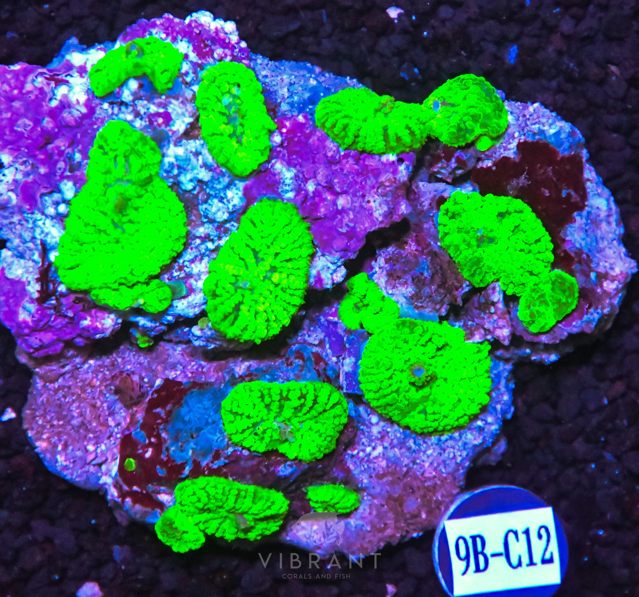 Mushroom INDO W