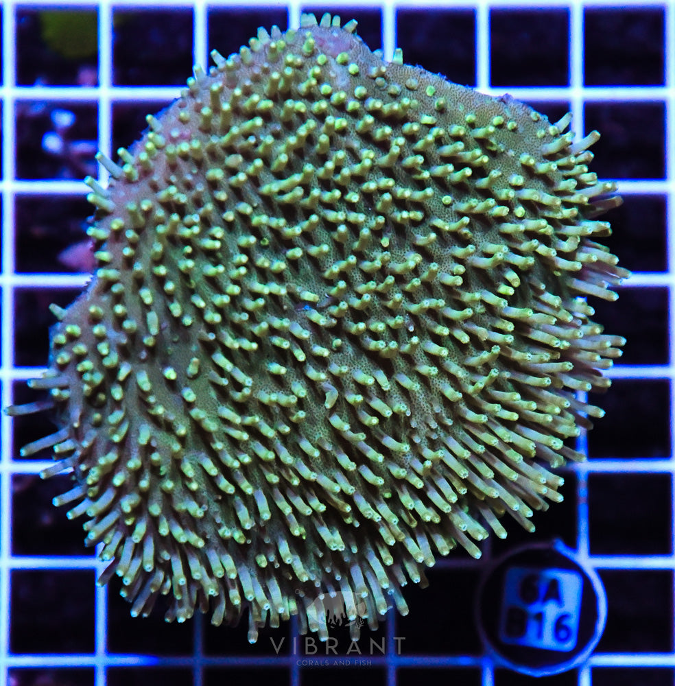 Neon Long Polyp Toadstool