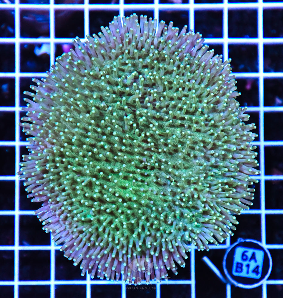 Neon Long Polyp Toadstool