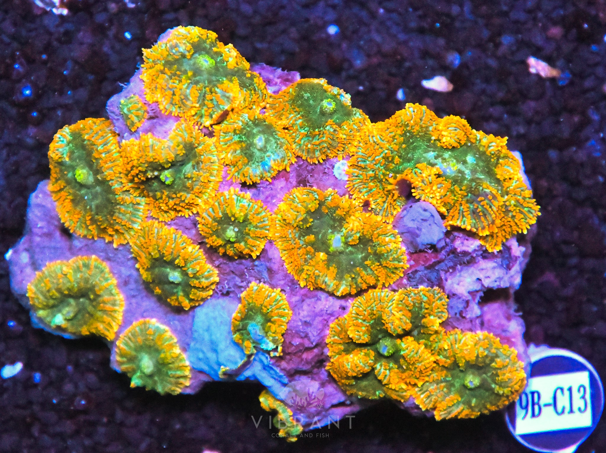 Mushroom INDO W