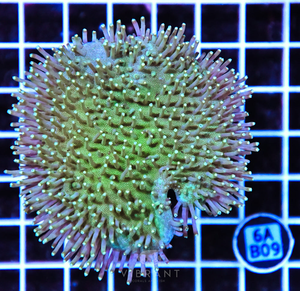 Neon Long Polyp Toadstool