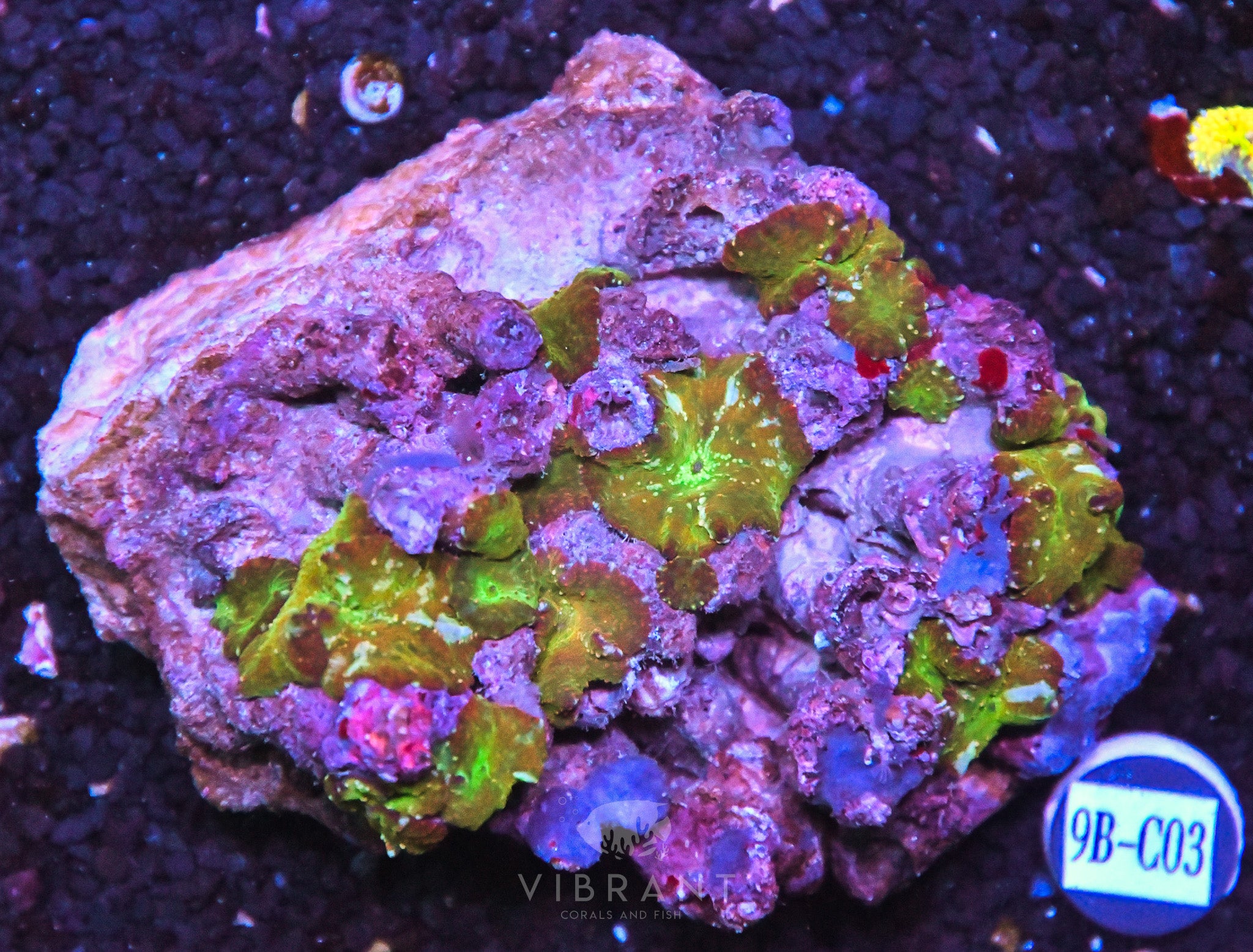 Mushroom INDO W