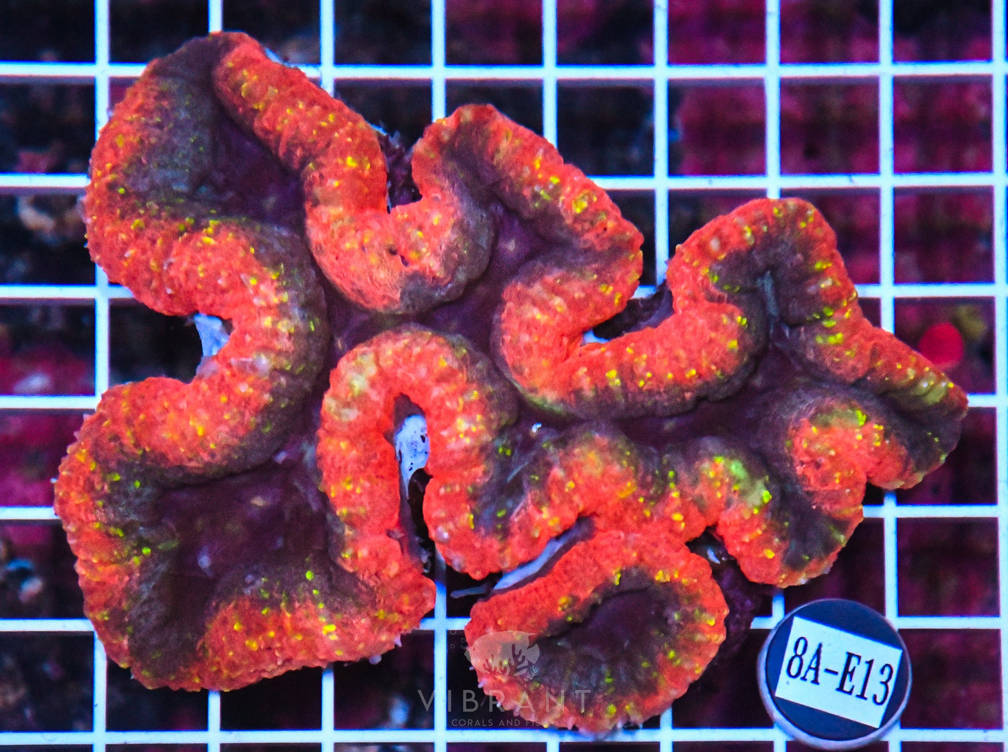 Symphyllia INDO W