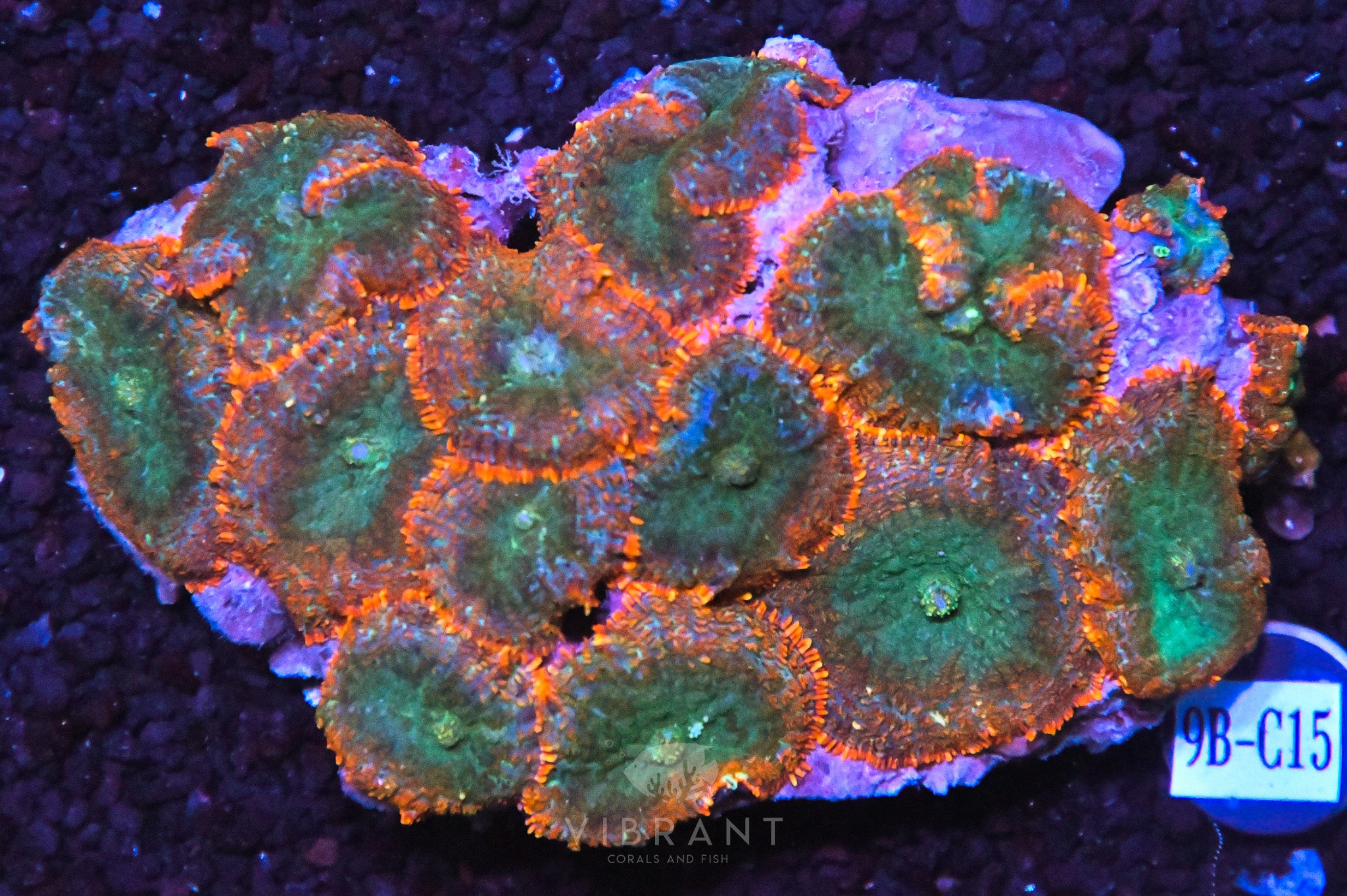 Mushroom INDO W