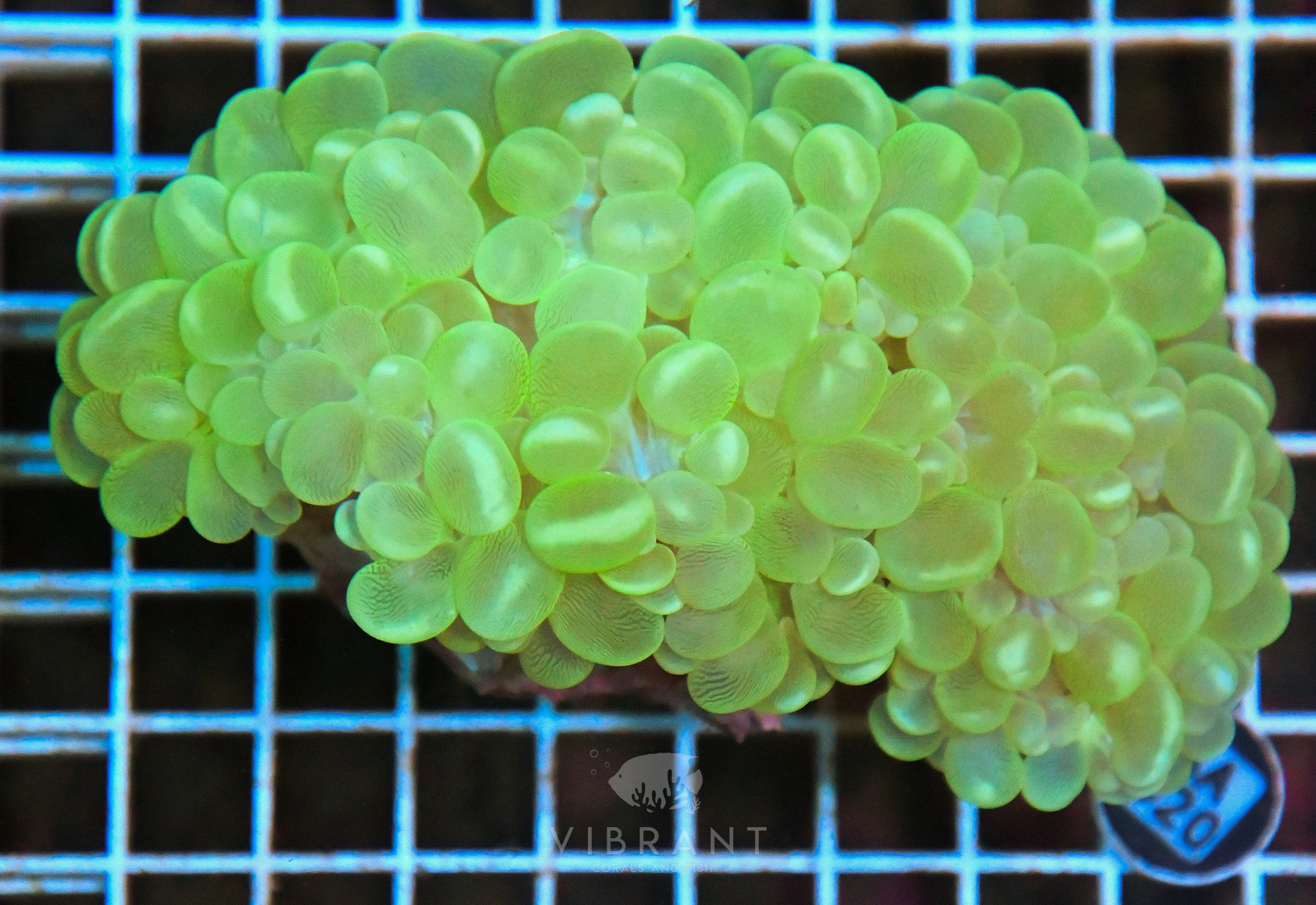 Bubble Coral INDO W