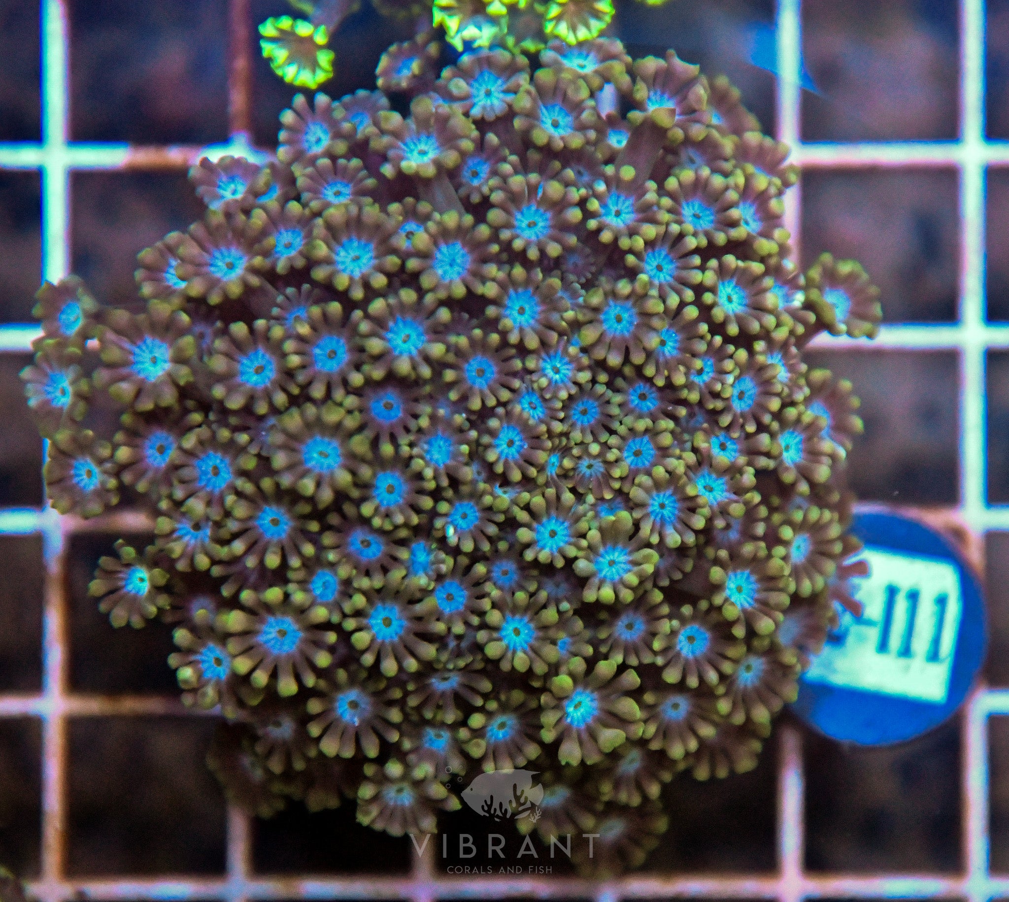 Alveopora Ultra INDO