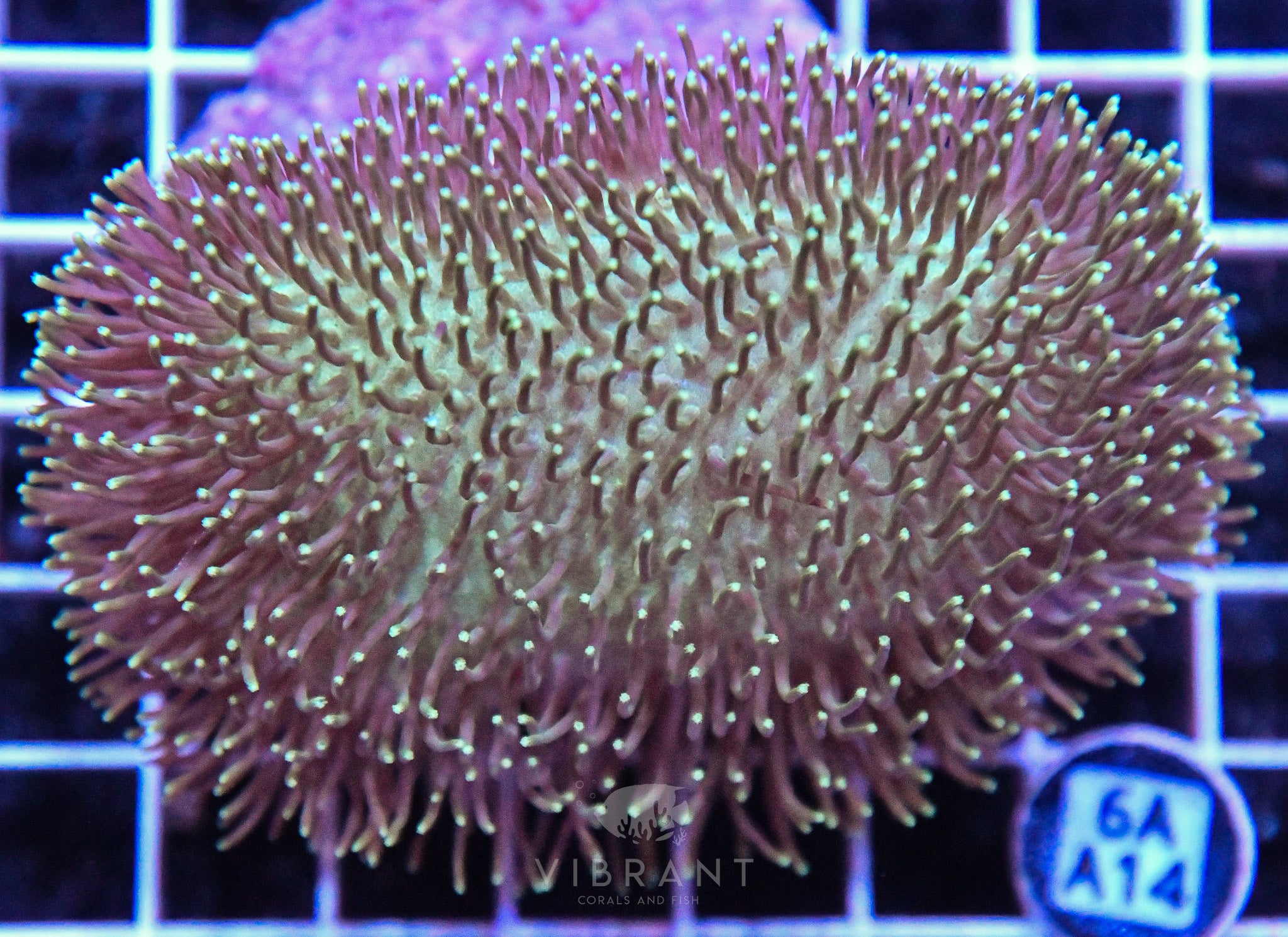 Toadstool INDO