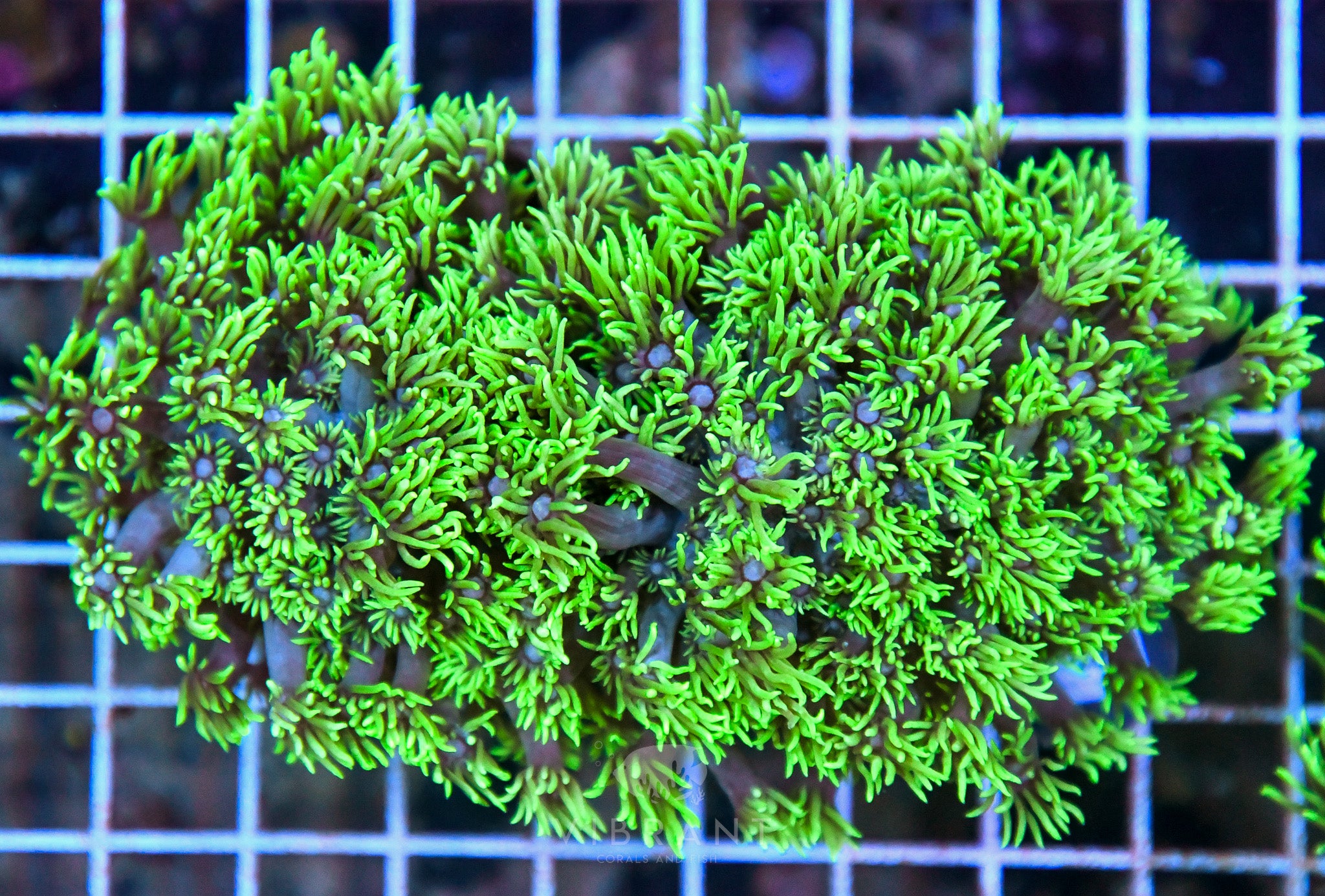 Goniopora SOL