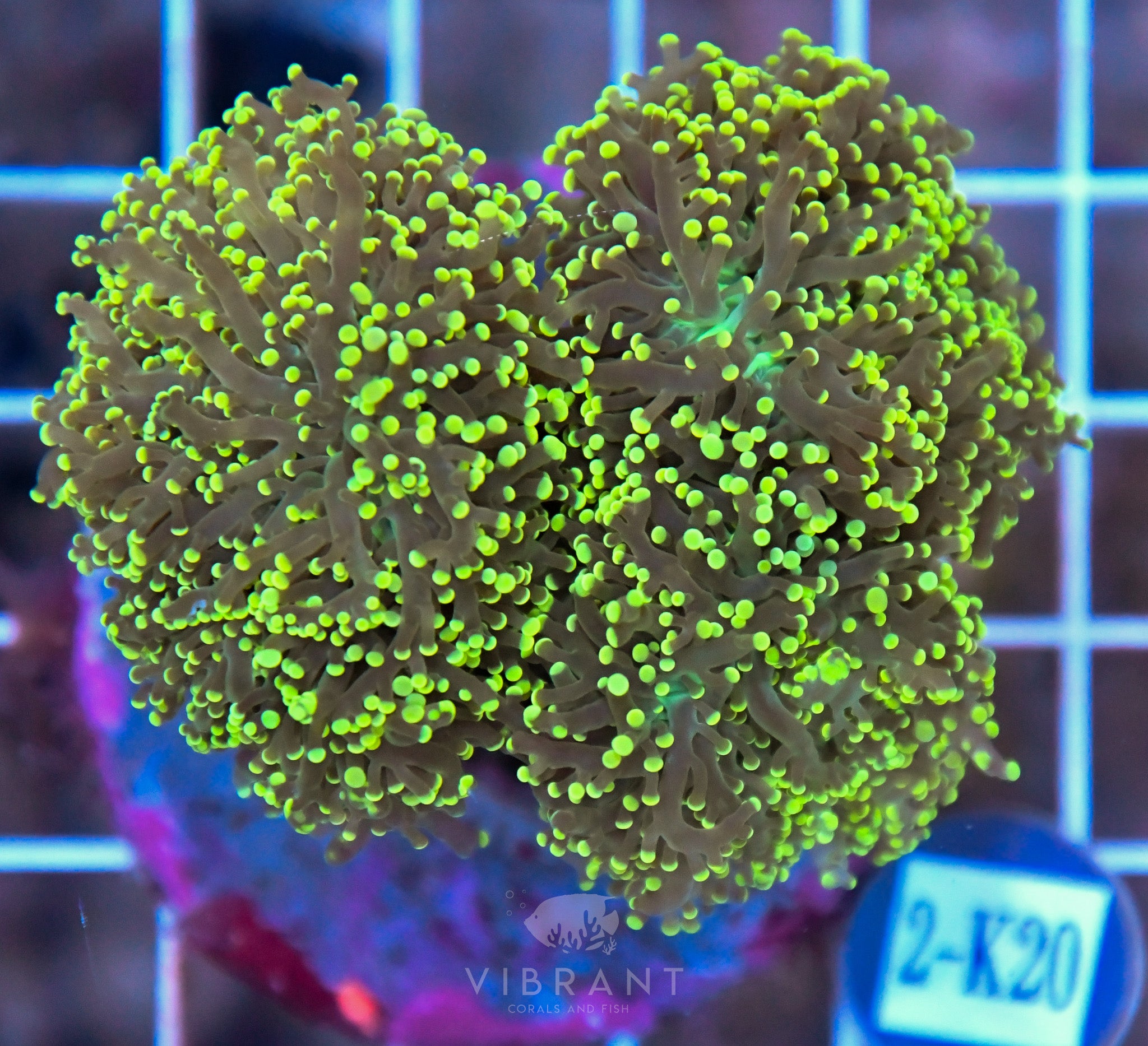 Yaeyamaensis Branching INDO